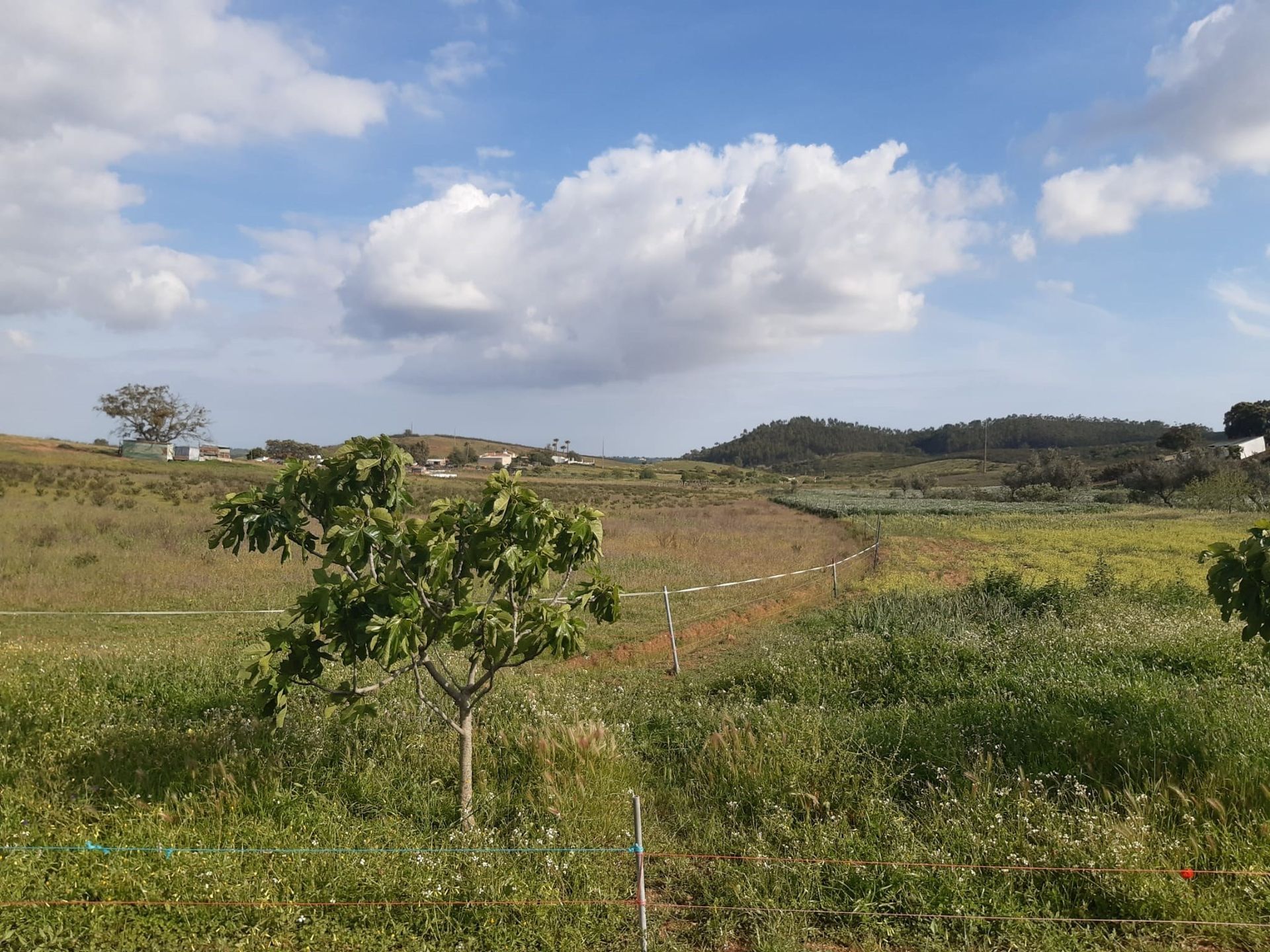 Huis in Senhora do Verde, Faro 10745412