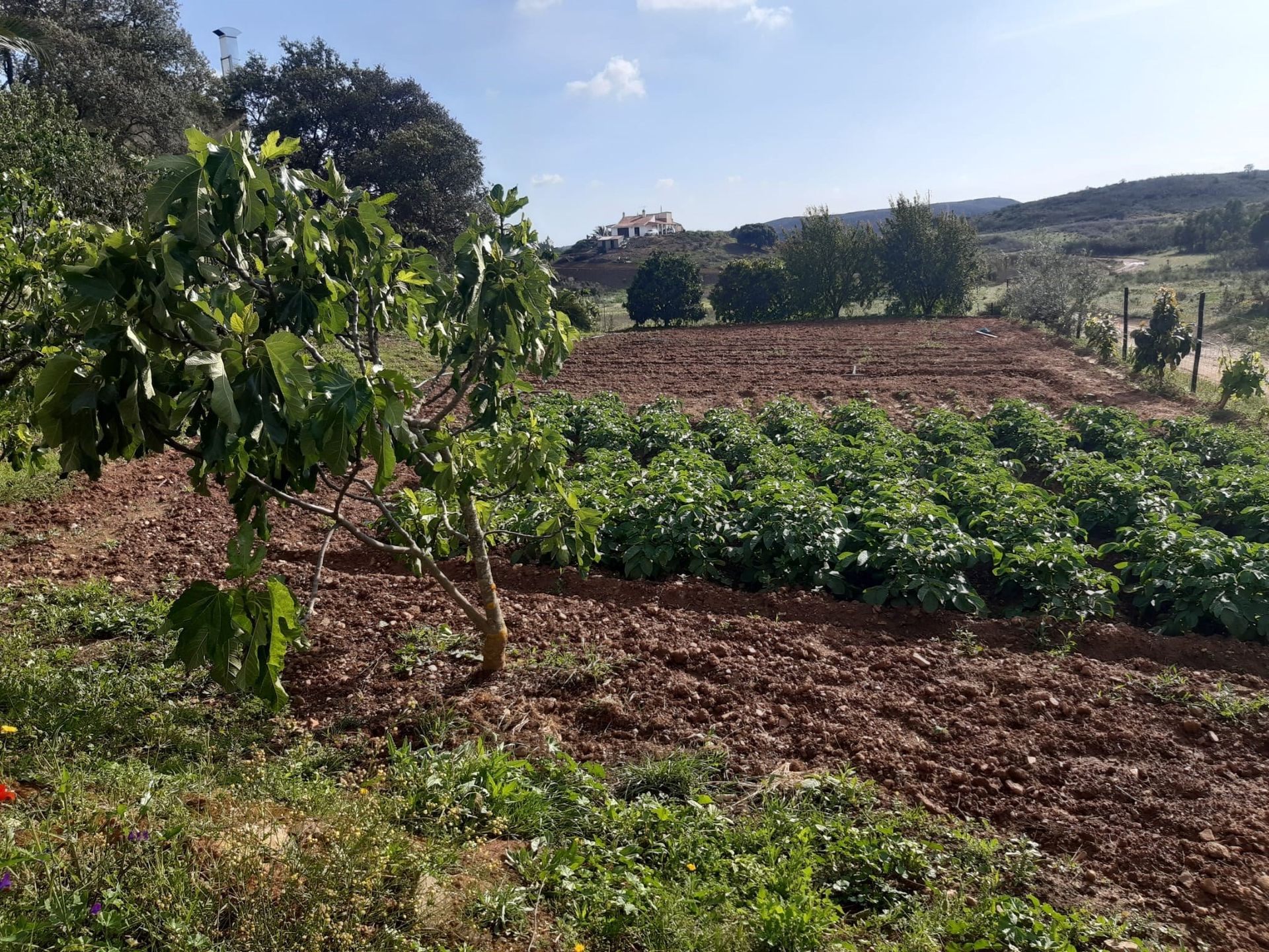 Huis in Senhora do Verde, Faro 10745412