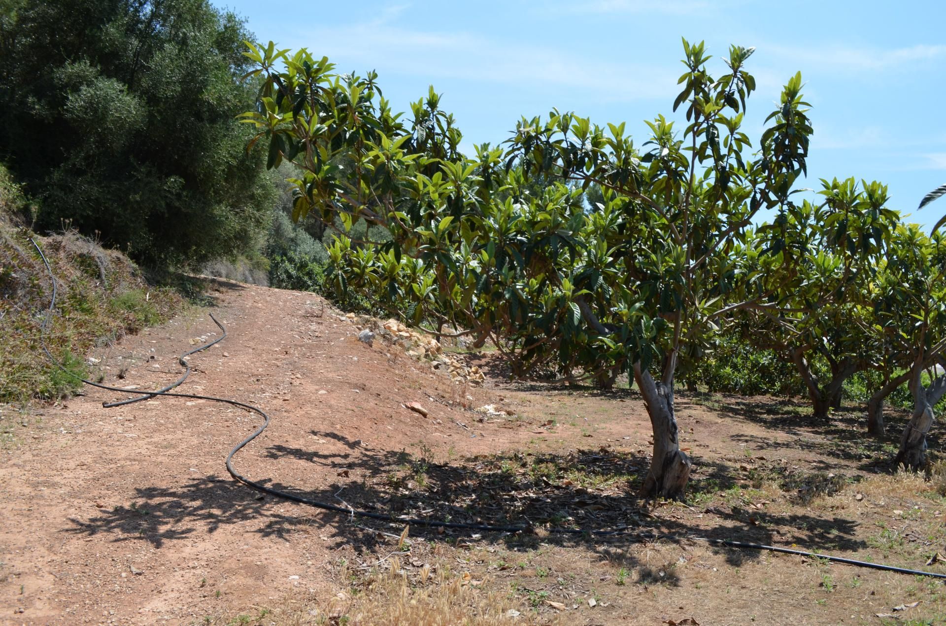 Land in Callosa d'en Sarrià, Valencian Community 10746373