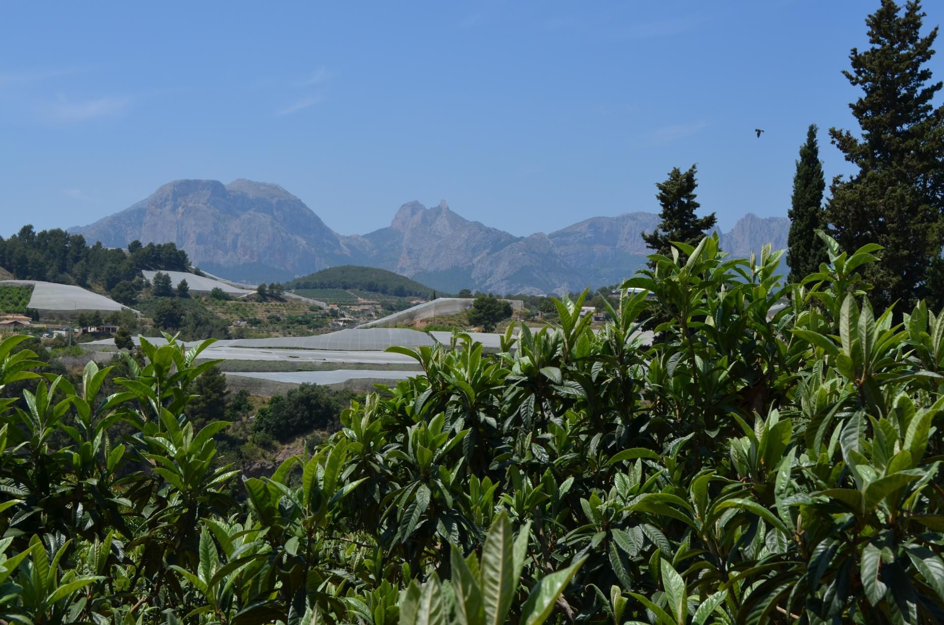 Land in Callosa d'en Sarrià, Valencian Community 10746373