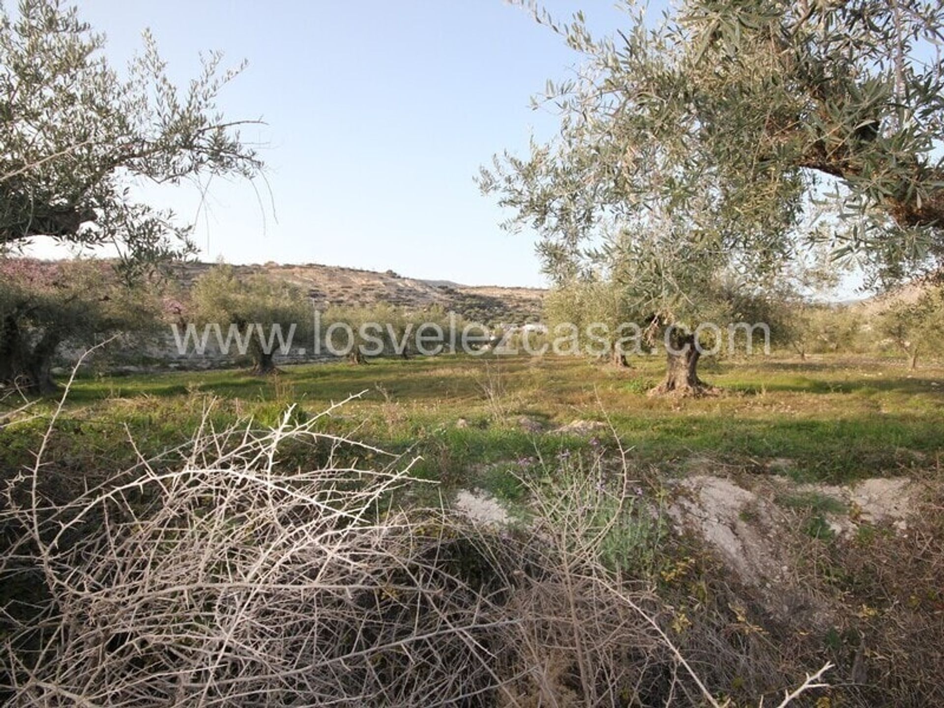 Land in Vélez-Blanco, Andalucía 10746547