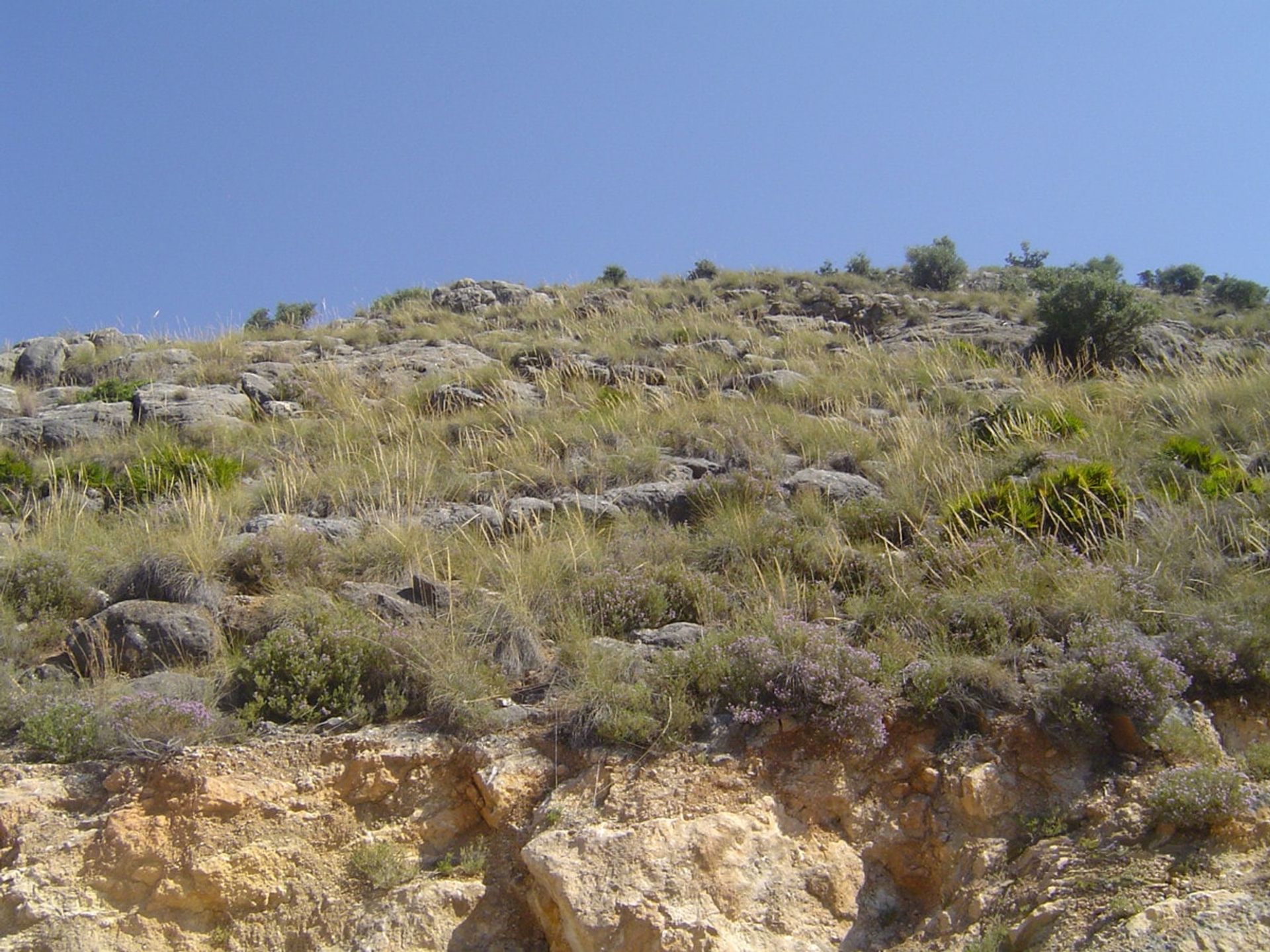 Γη σε Κέρμα, Ανδαλουσία 10746632