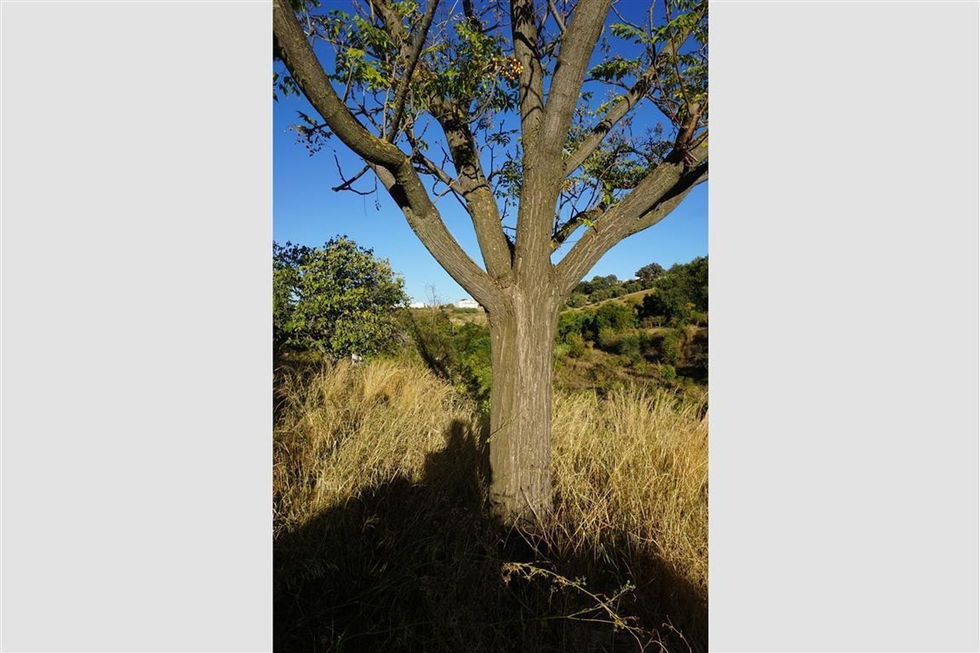 Terra no Alhaurín el Grande, Andaluzia 10746870