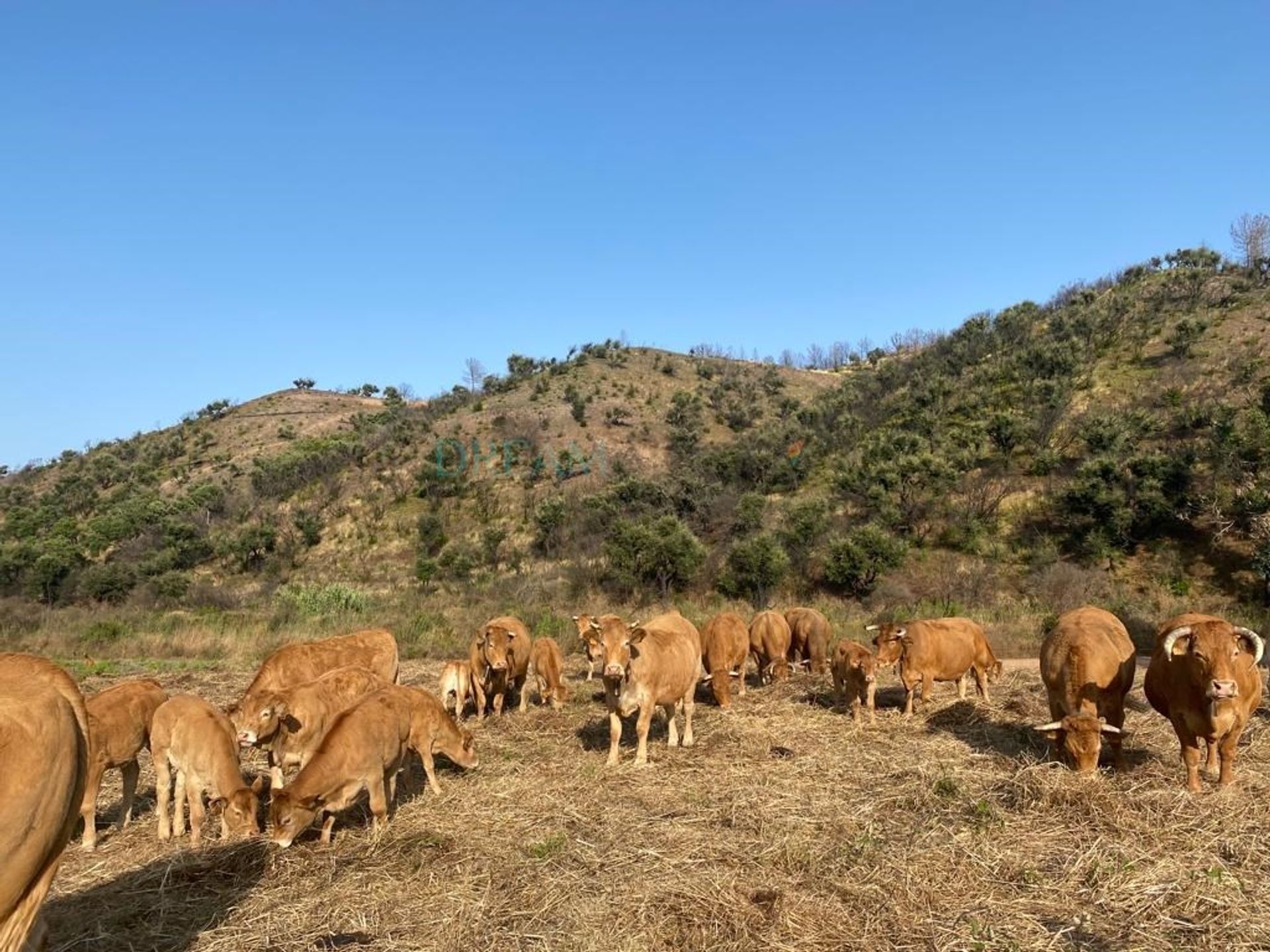 Land im Vila do Bispo, Faro District 10746888