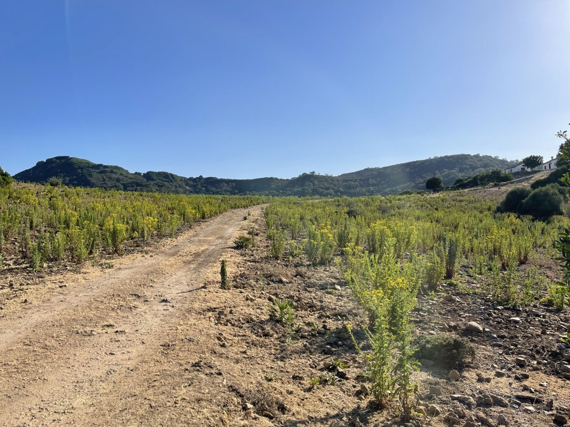 casa no Castellar de la Frontera, Andalucía 10747160