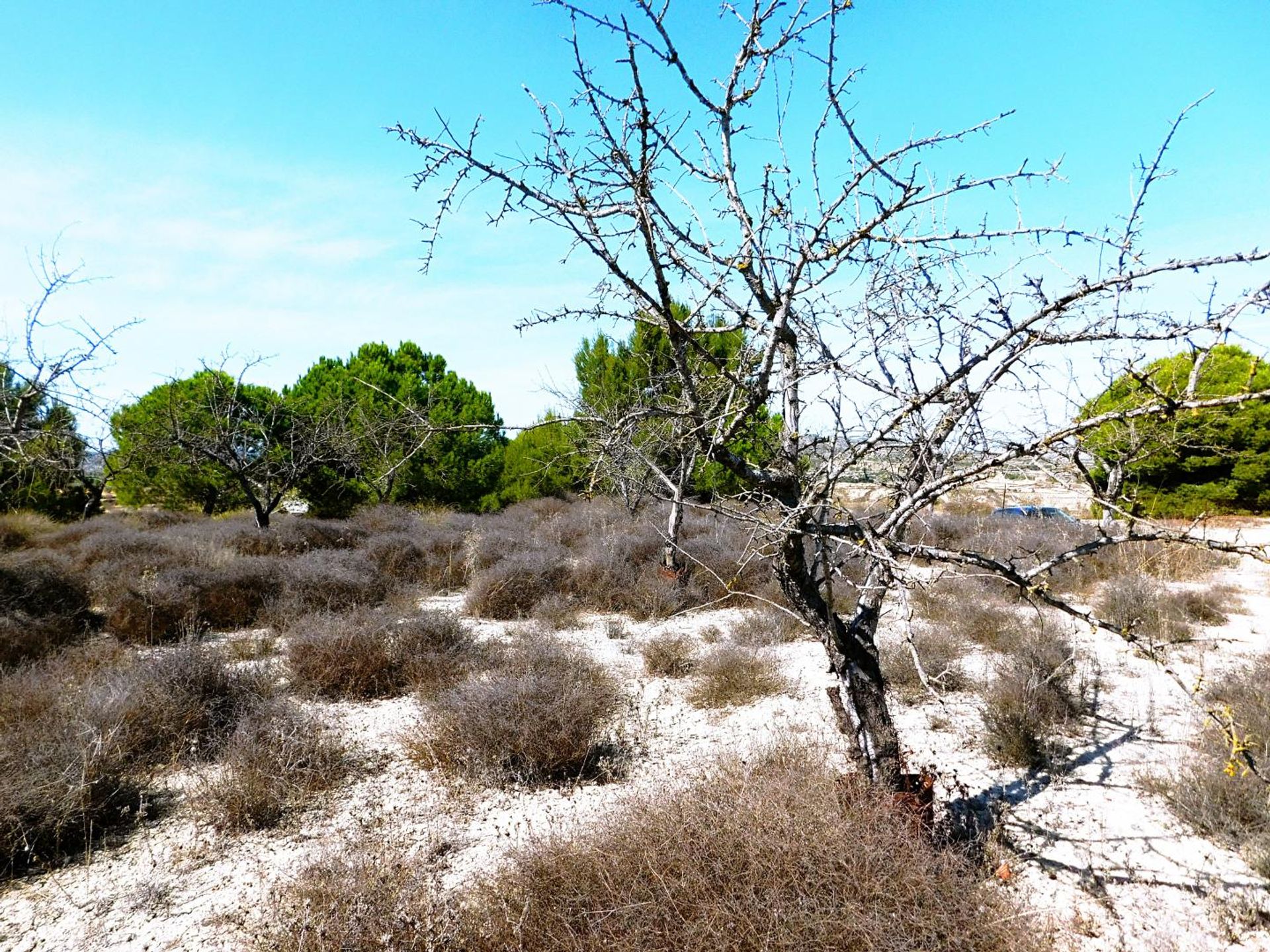 土地 在 Orihuela, Comunidad Valenciana 10747240