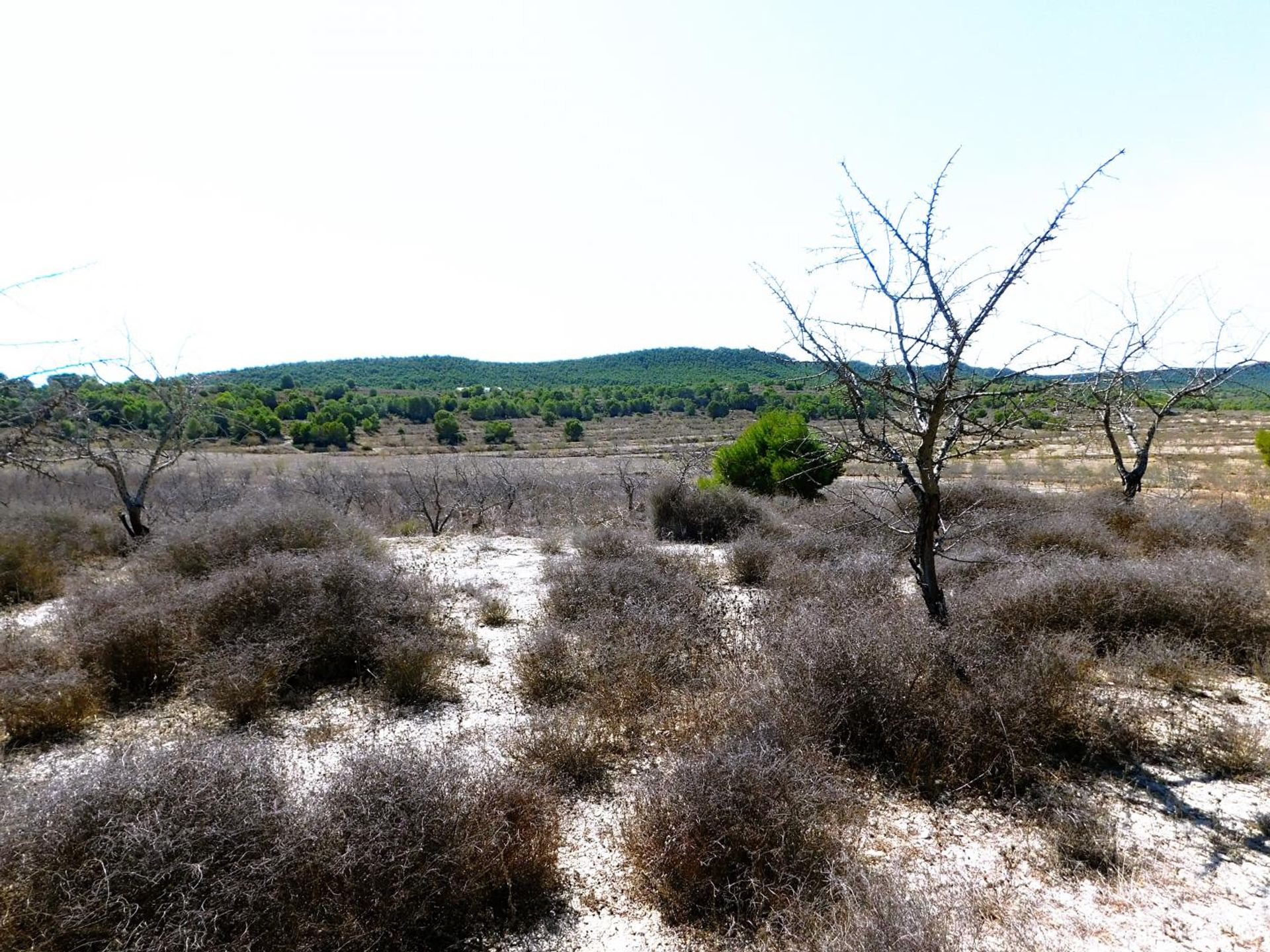 Terra no El Tocino, Valência 10747240