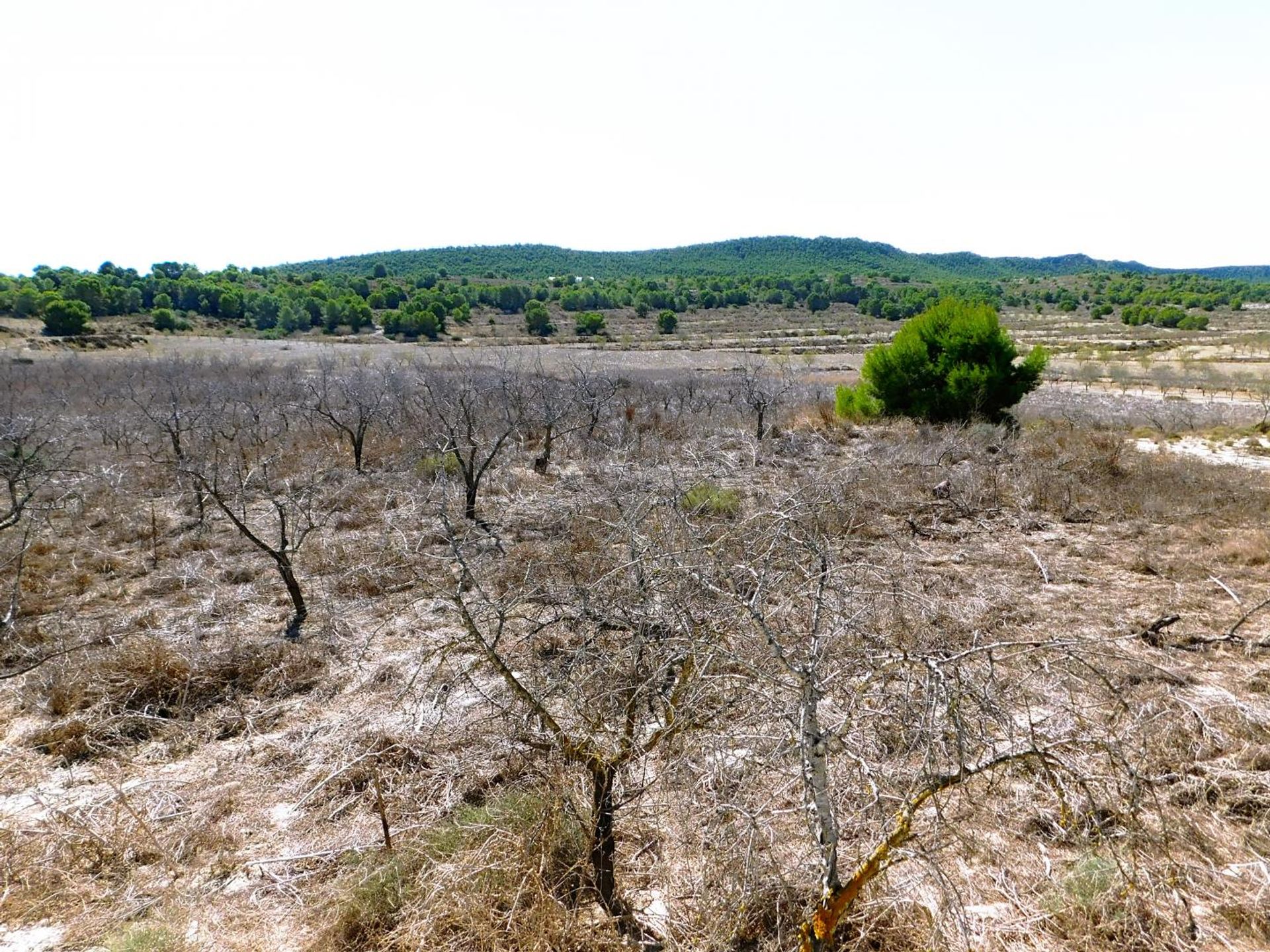 Terra no El Tocino, Valência 10747240