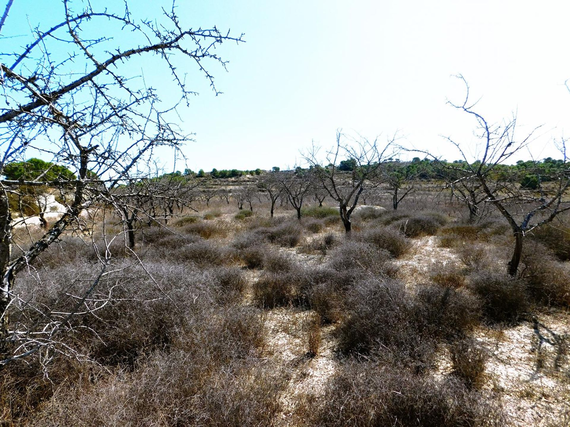 土地 在 Orihuela, Comunidad Valenciana 10747240