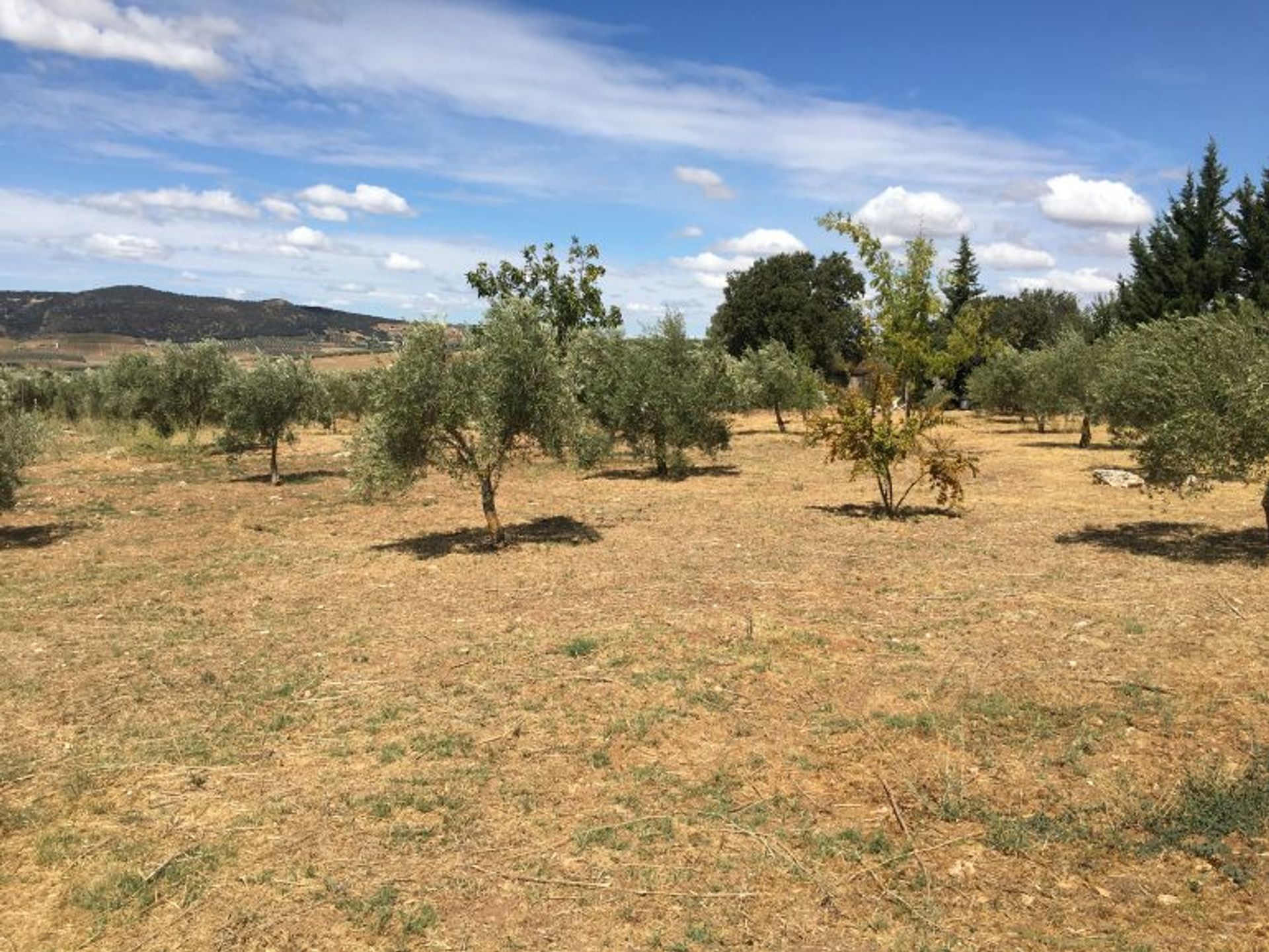 House in Arriate, Andalucía 10747470