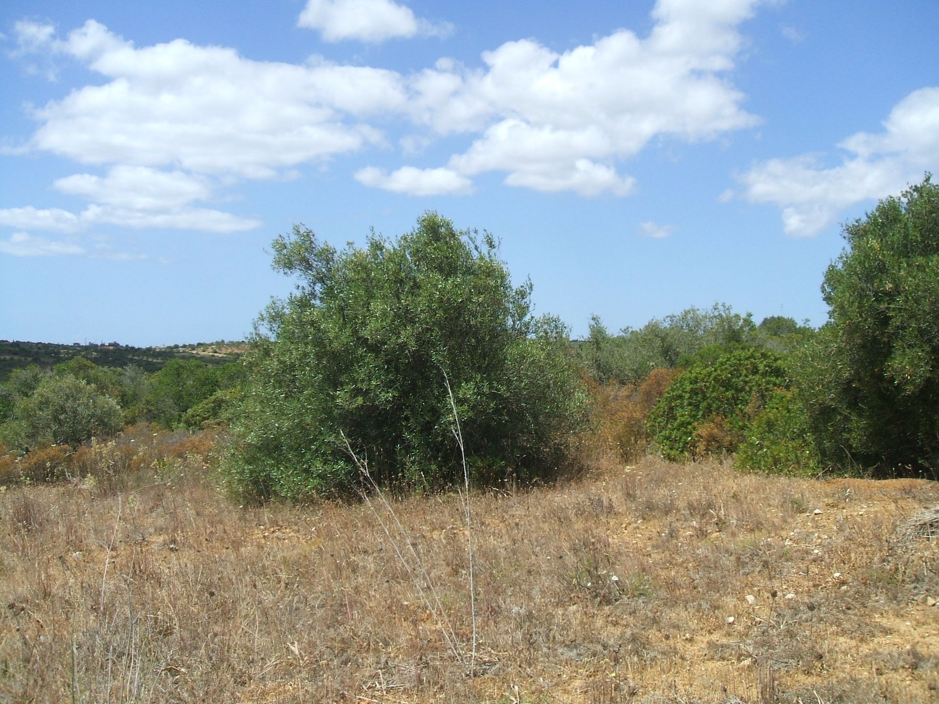 Γη σε Λαγός, Φαραώ 10748871