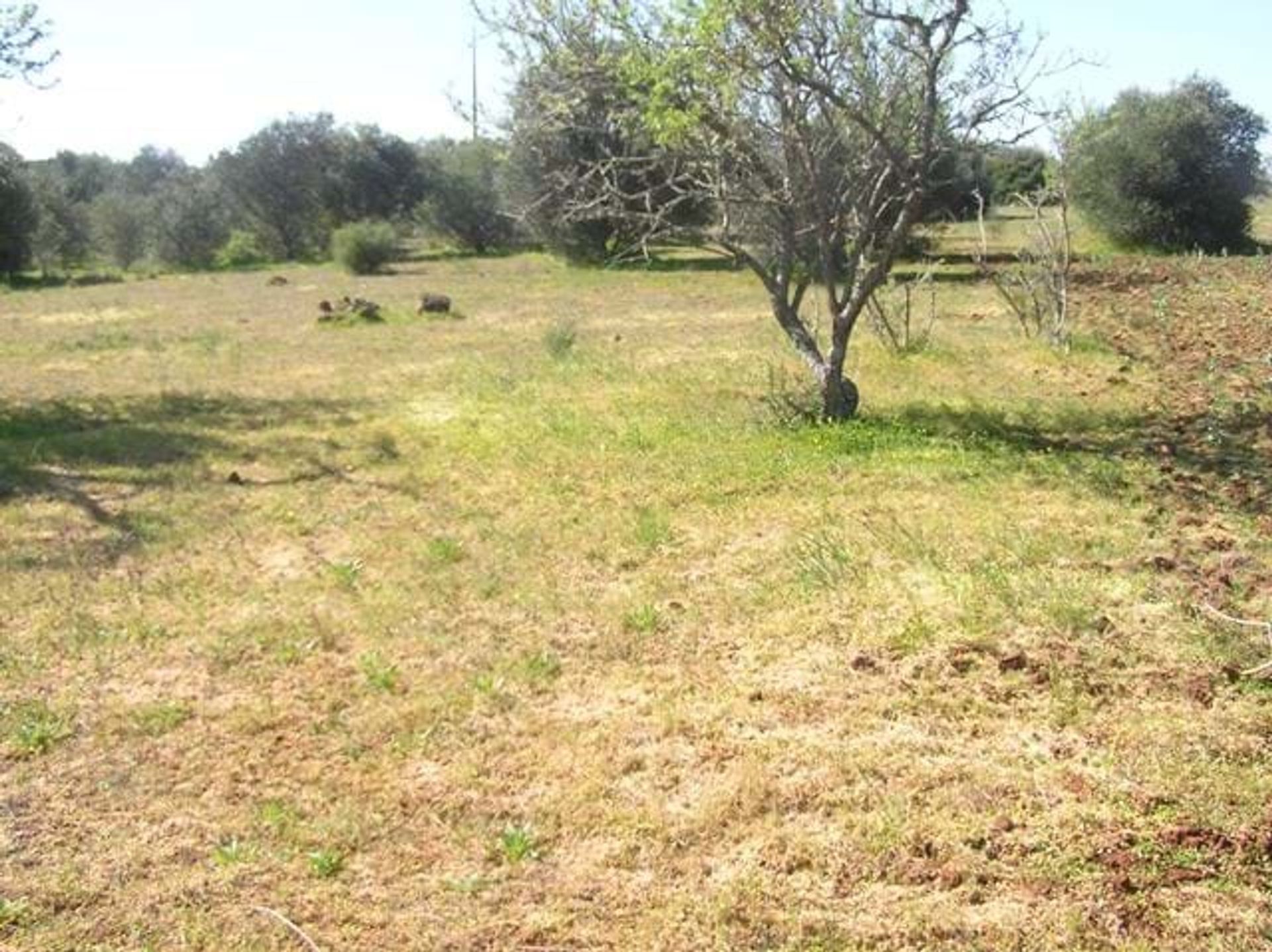 Land i Lagos, Faro 10748873