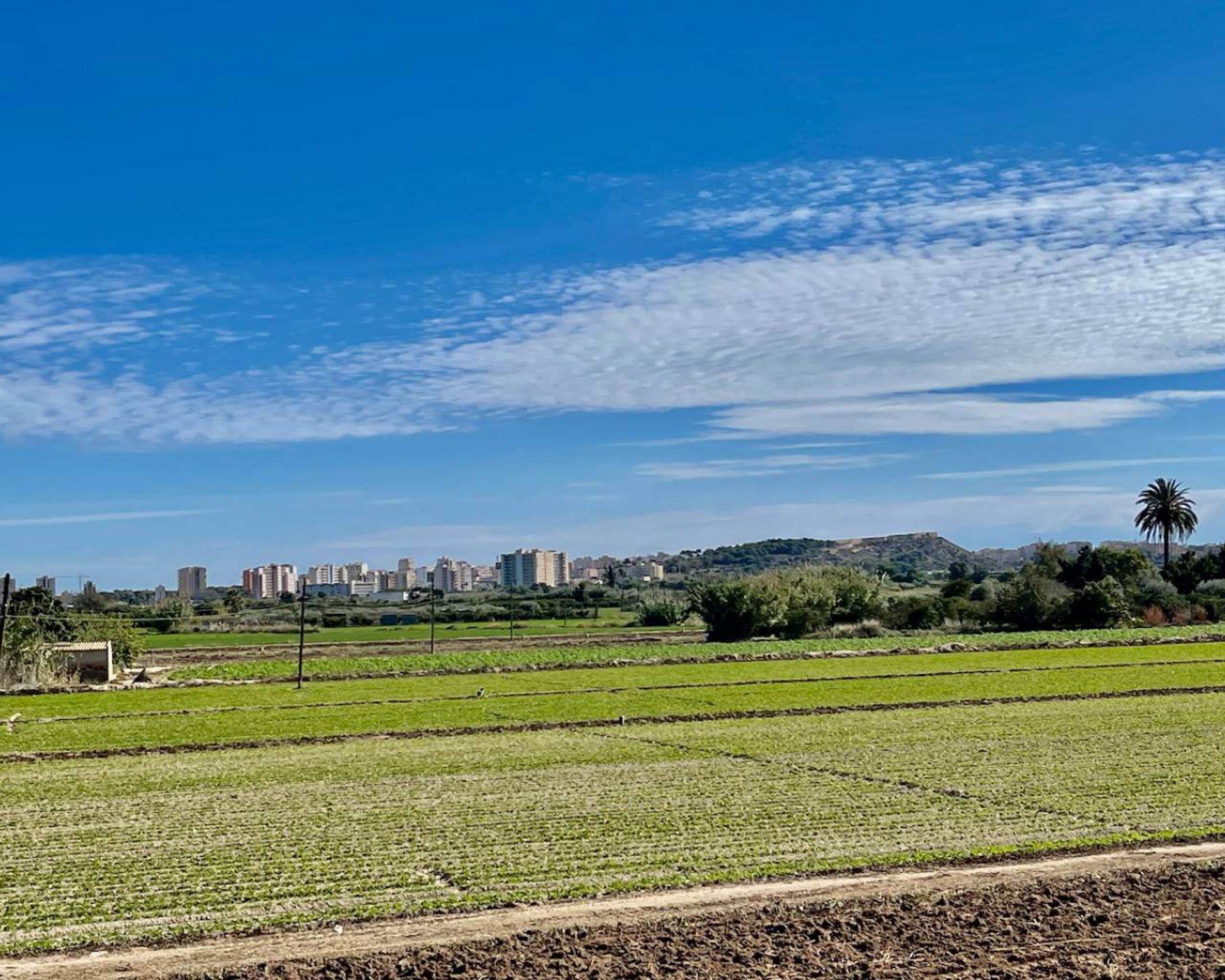 Hus i Guardamar del Segura, Comunidad Valenciana 10749711