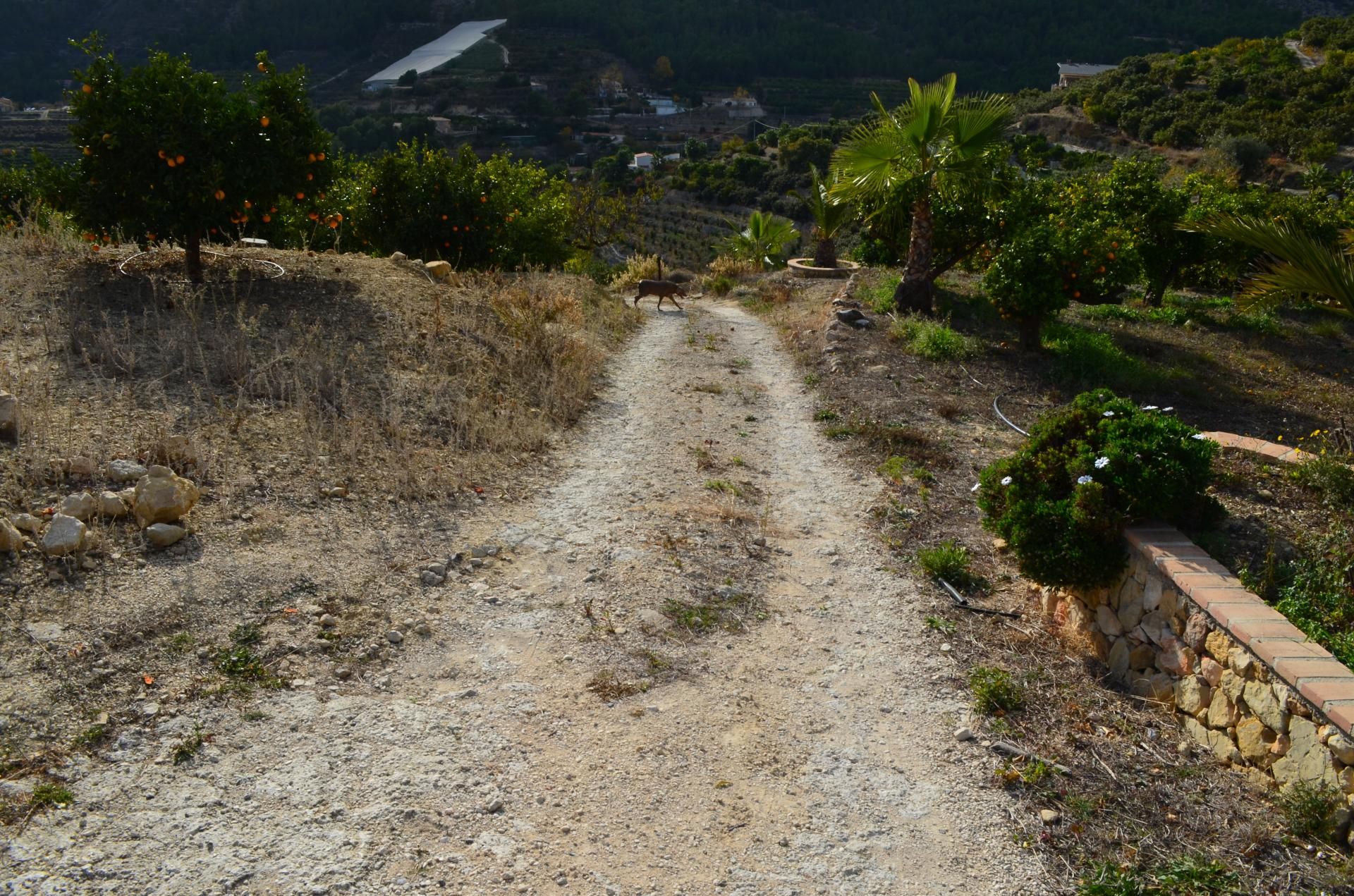 Land in Callosa d'en Sarrià, Valencian Community 10750295