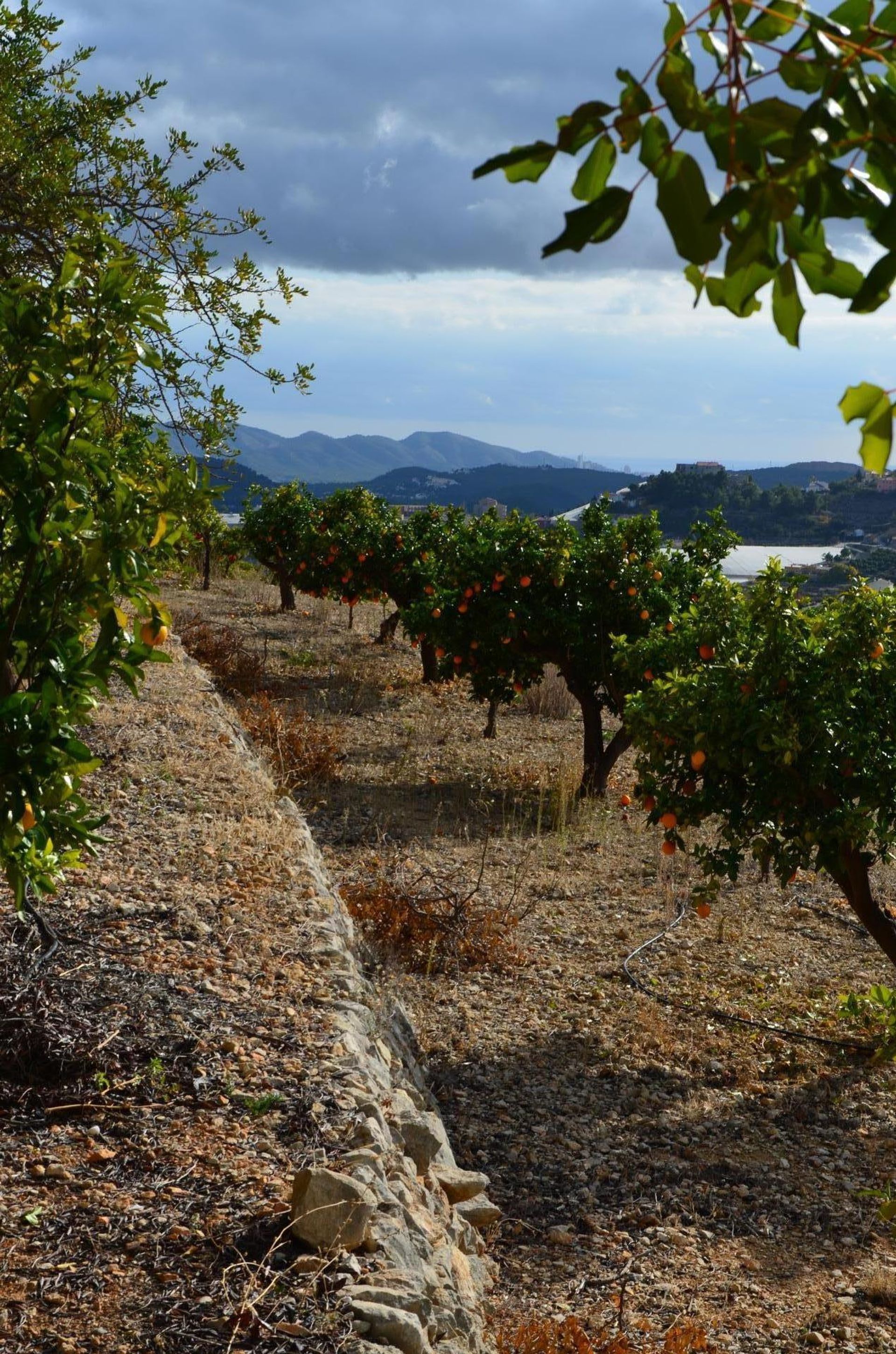 Land in Callosa d'en Sarrià, Valencian Community 10750295