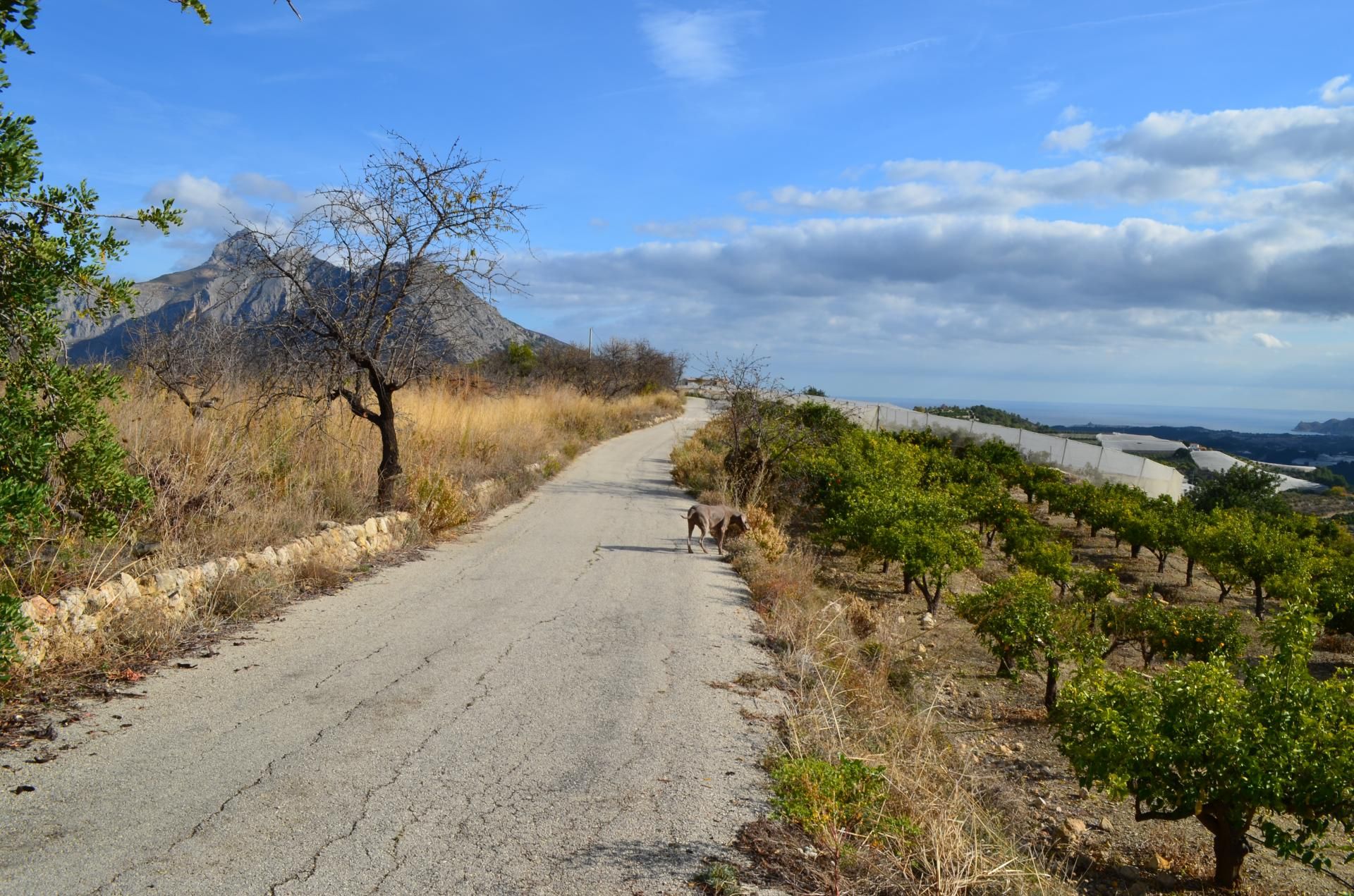 Land in Callosa d'en Sarrià, Valencian Community 10750295