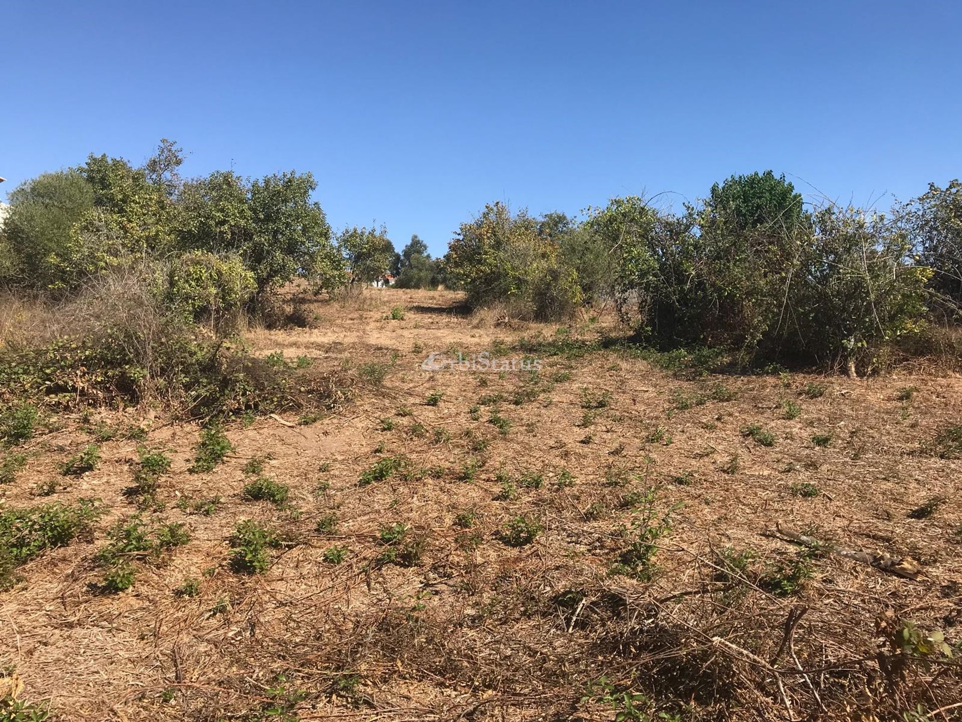 Land i Alfarim, Setubal 10750931