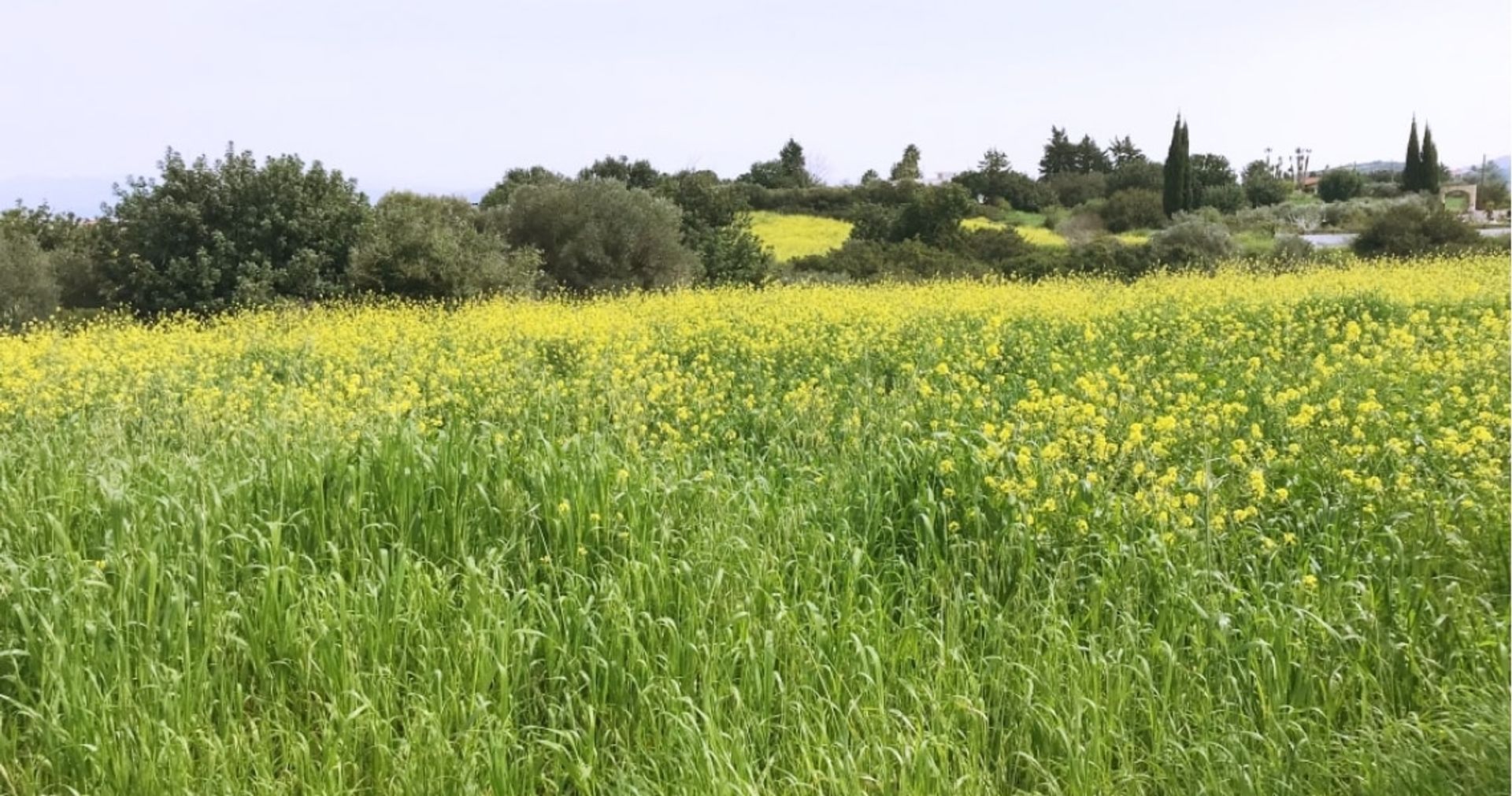 Земля в Neo Chorio, Paphos 10752413