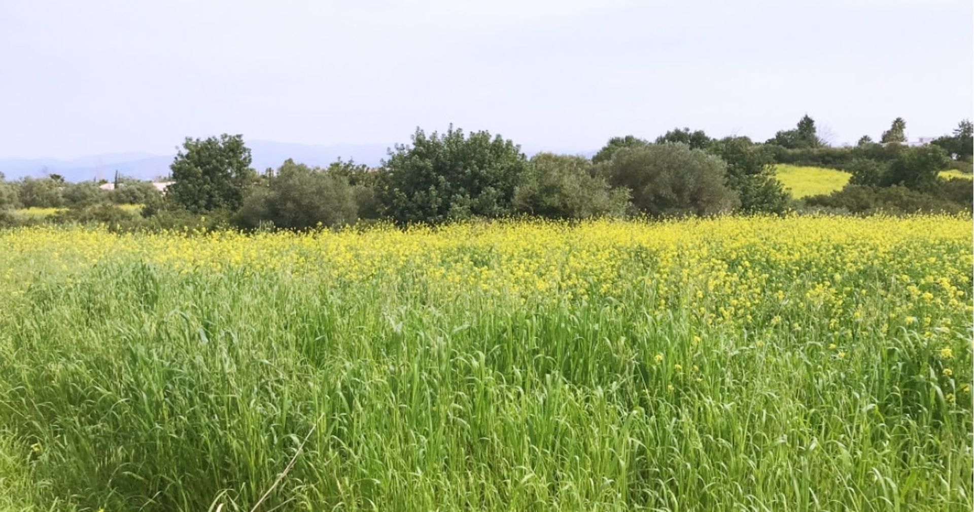 Terra no Neo Chorio, Paphos 10752413