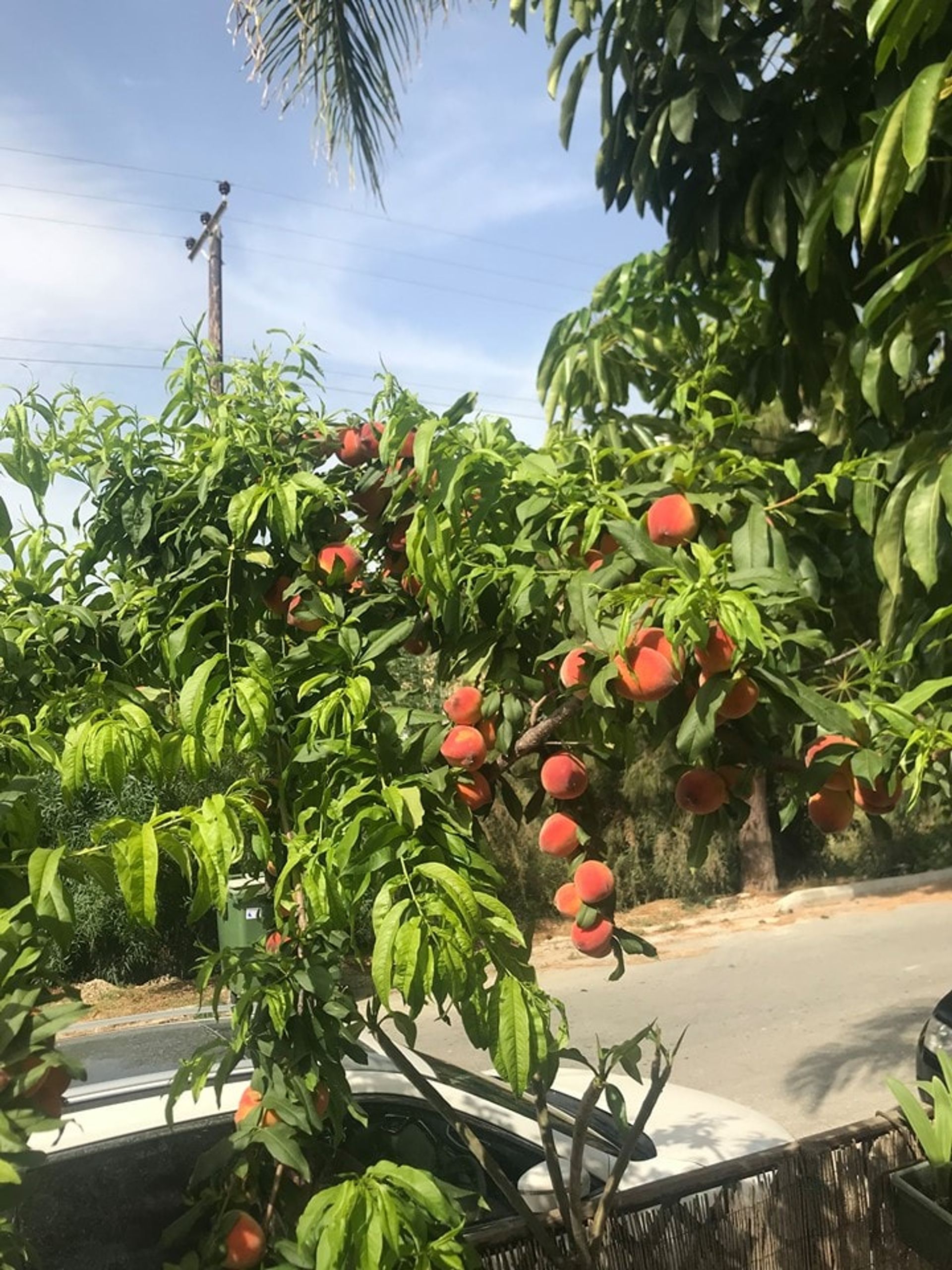 房子 在 Pissouri, Limassol 10752639