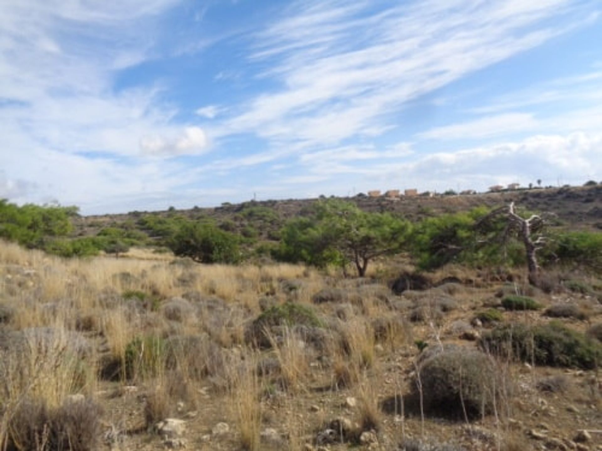 Tierra en pampula, lemesos 10752717