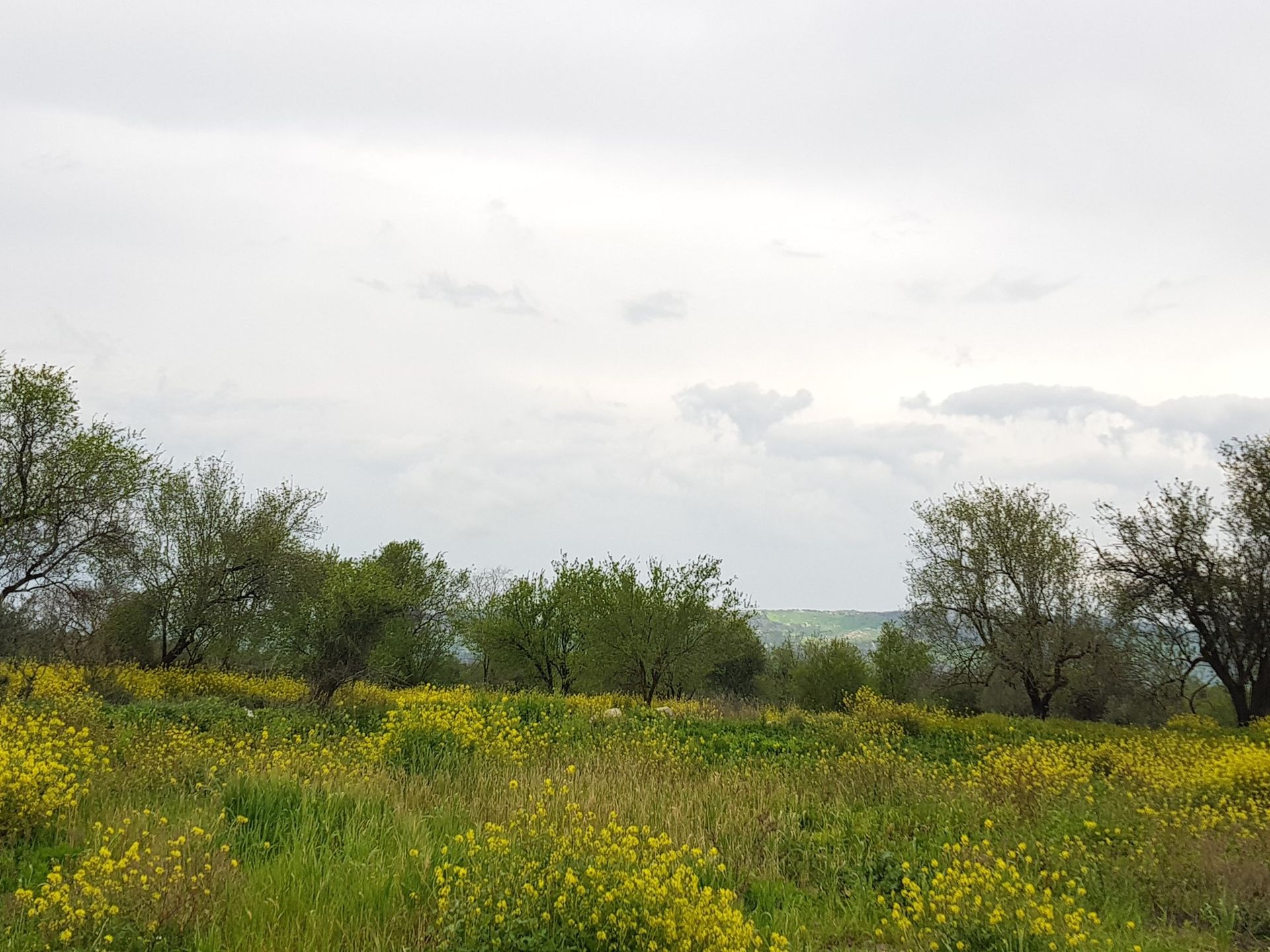 Tanah di Tala, Pafos 10753761