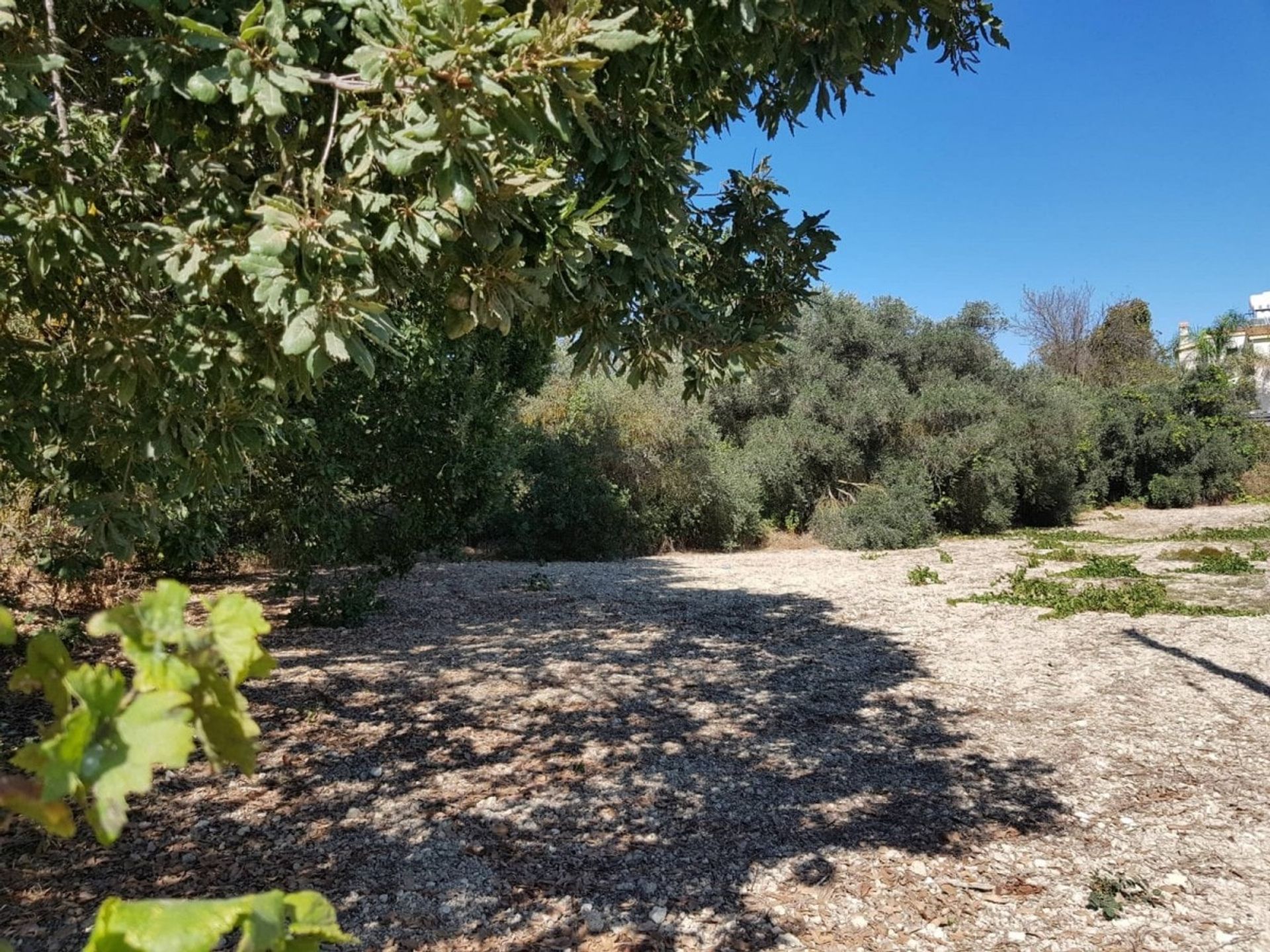 Land in Mesogi, Pafos 10753812