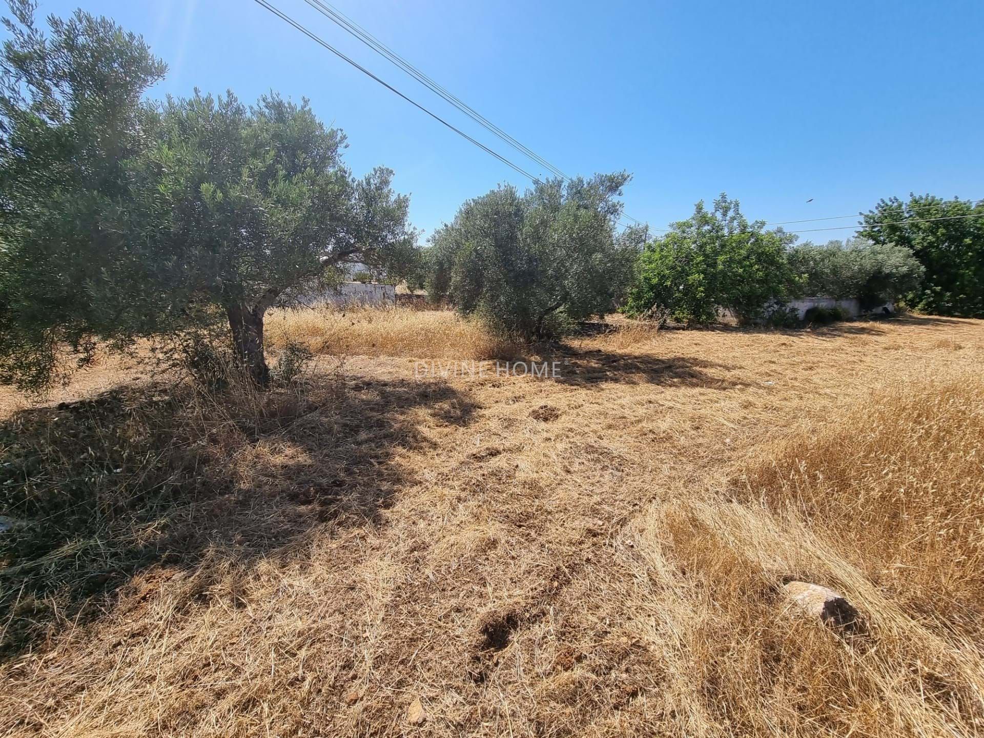 Tierra en São Brás de Alportel, Faro District 10756618