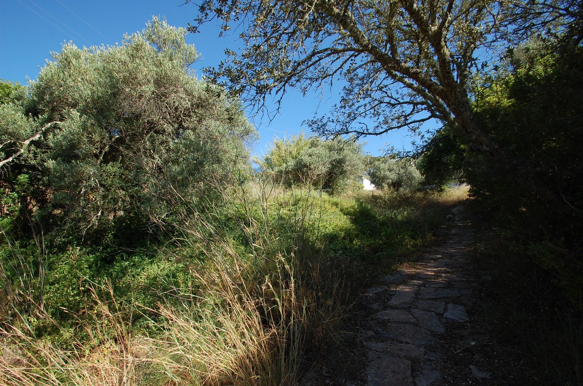 ארץ ב , Faro 10756771