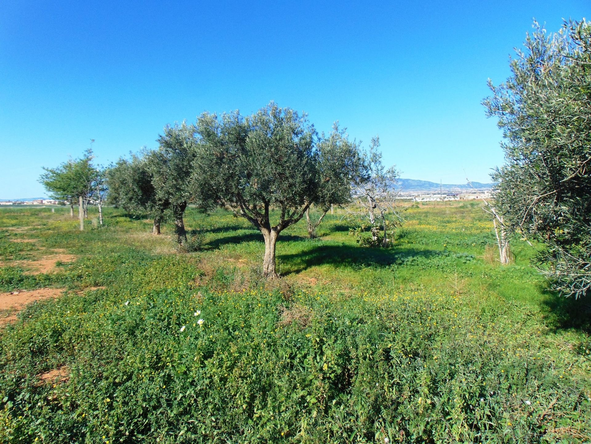 rumah dalam Fuente Álamo de Murcia, Region of Murcia 10759385