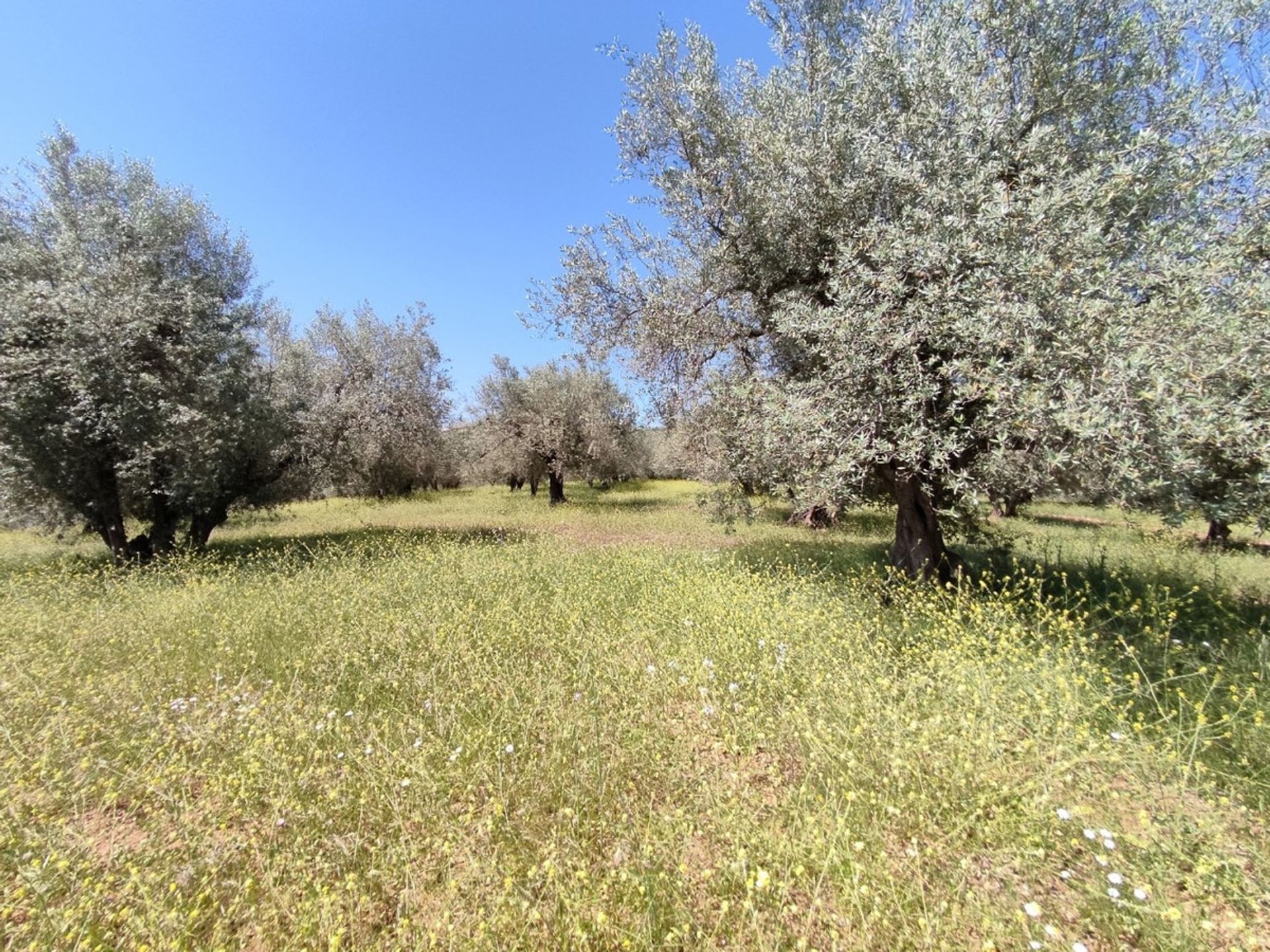 Maa sisään Periana, Andalusia 10761912