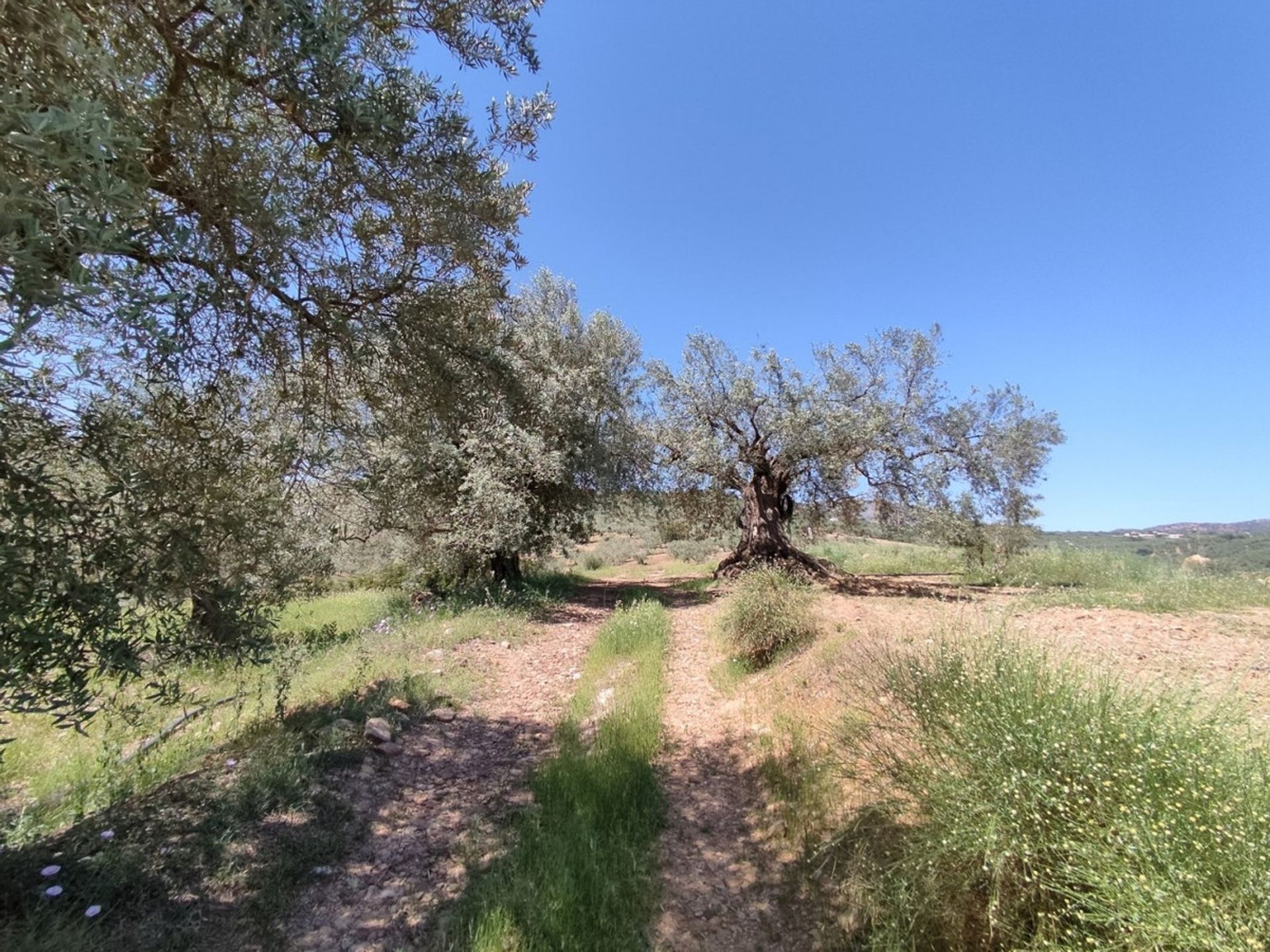 Maa sisään Periana, Andalusia 10761912