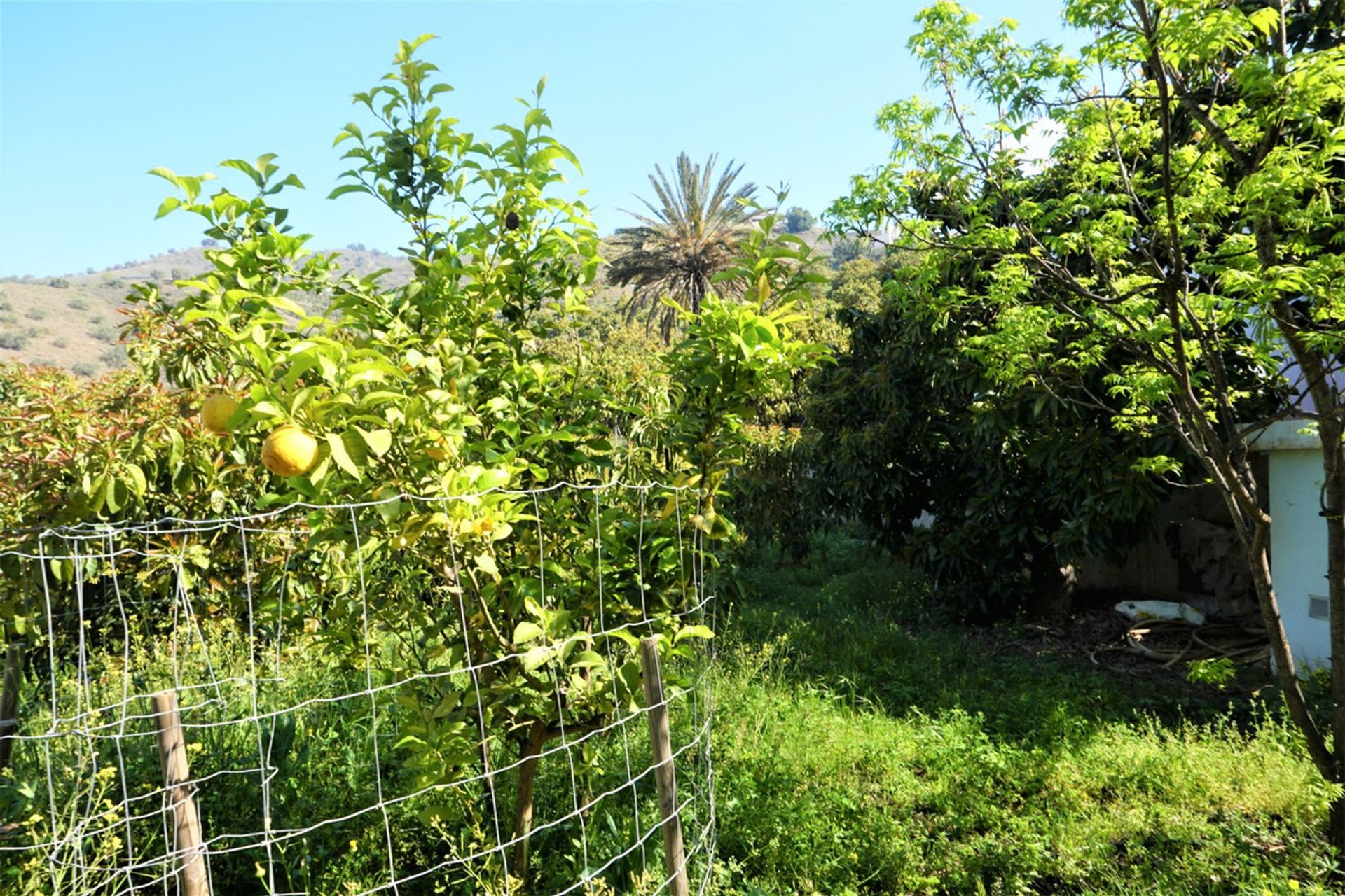 भूमि में Canillas de Aceituno, Andalucía 10762014