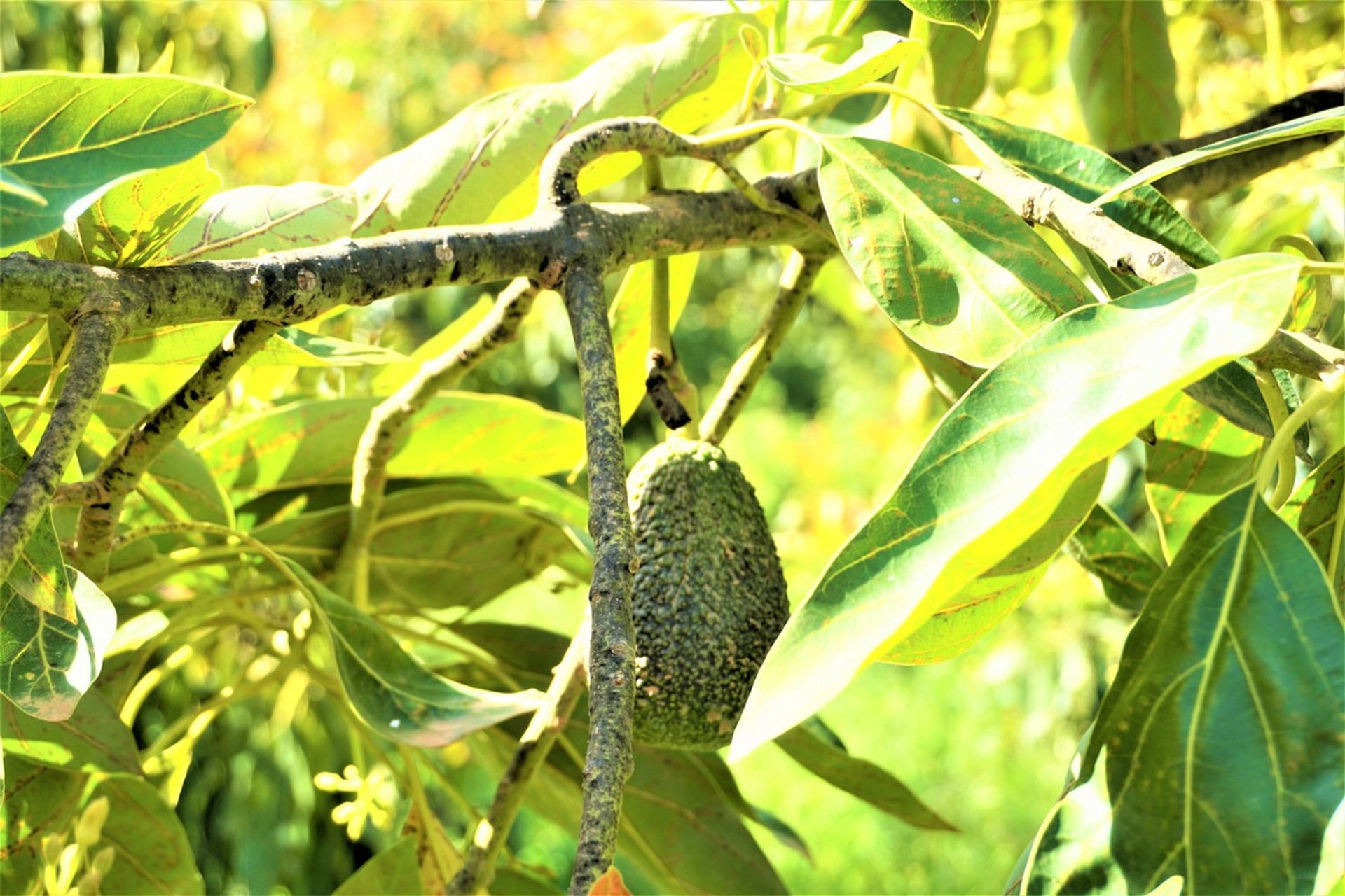 भूमि में Canillas de Aceituno, Andalucía 10762014