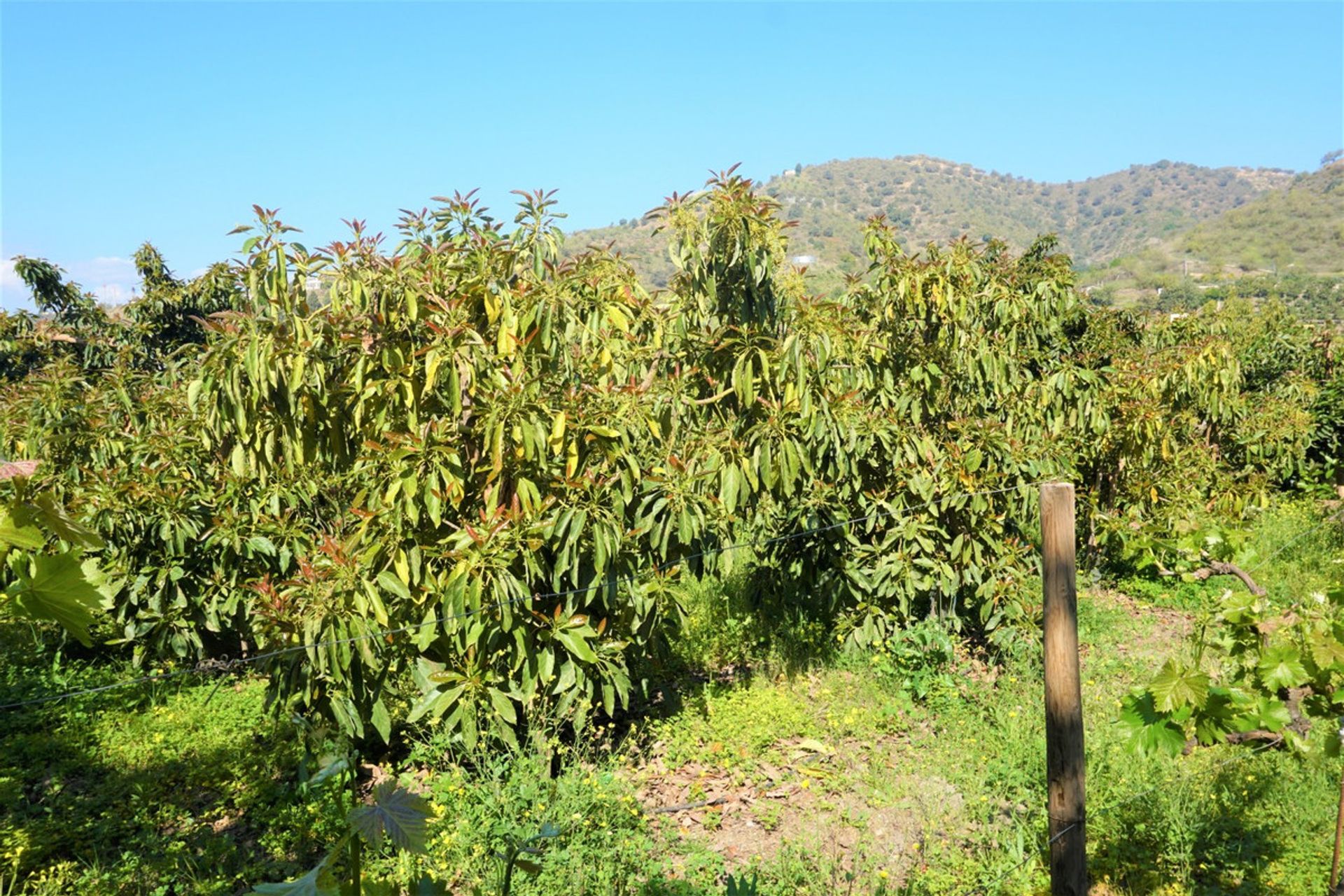 भूमि में Canillas de Aceituno, Andalucía 10762014