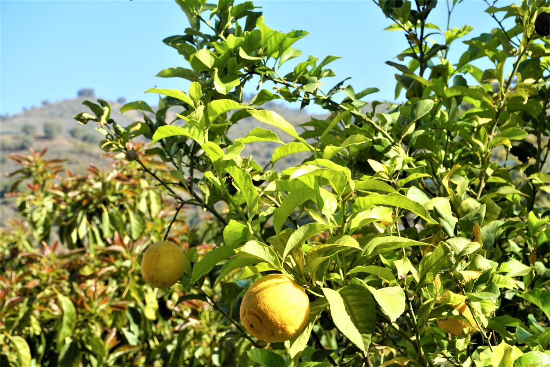 भूमि में Canillas de Aceituno, Andalucía 10762014