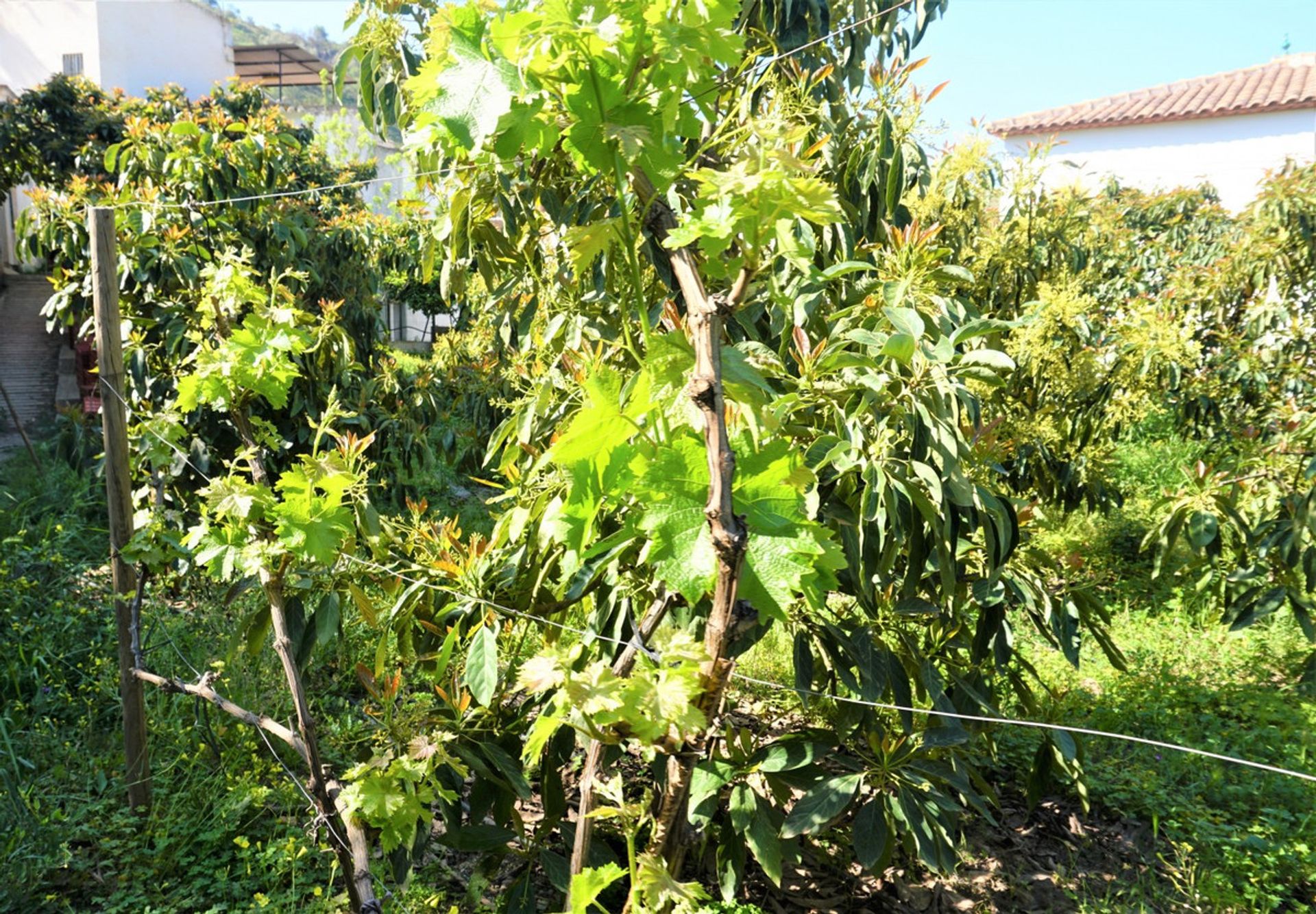 भूमि में Canillas de Aceituno, Andalucía 10762014