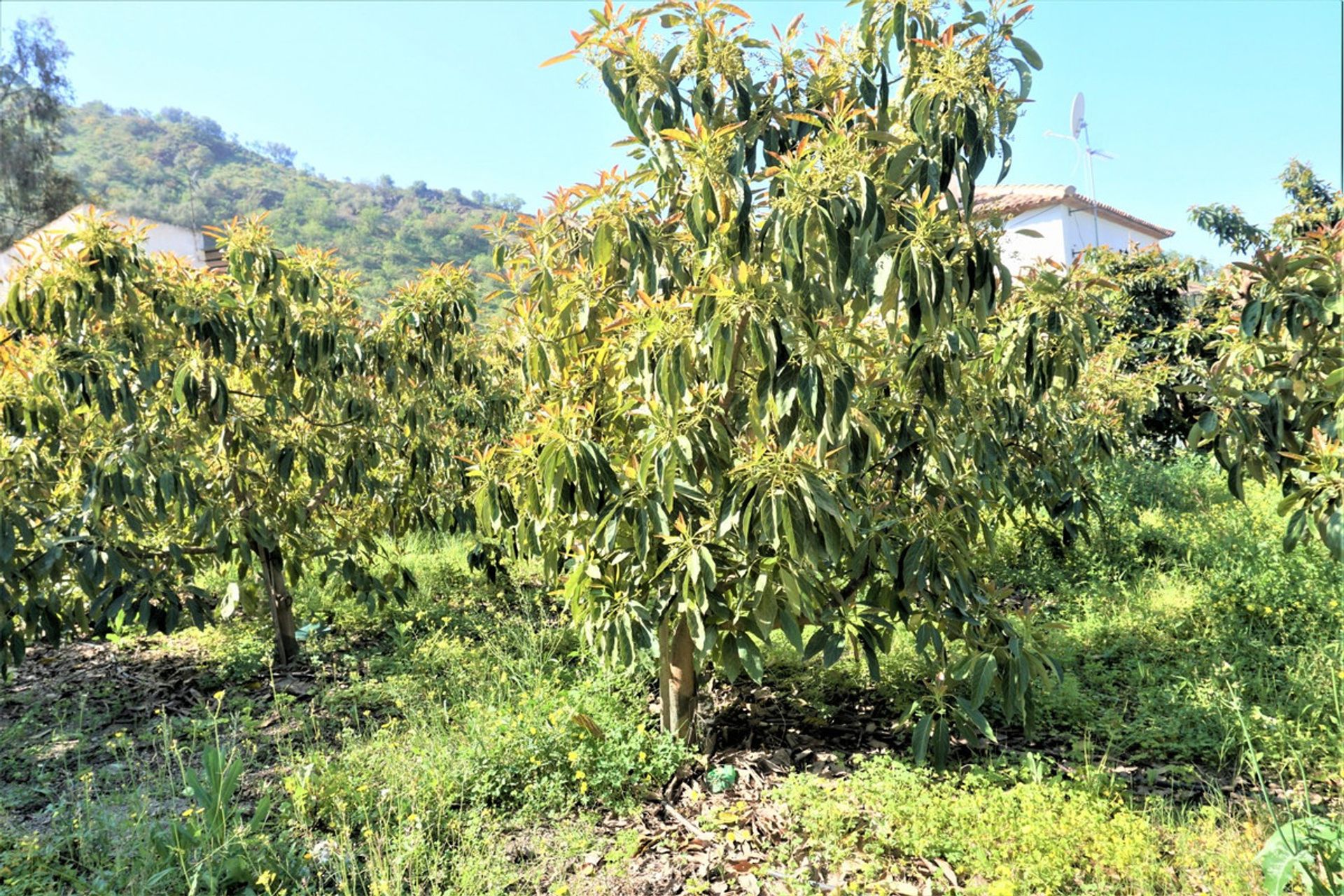 भूमि में Canillas de Aceituno, Andalucía 10762014