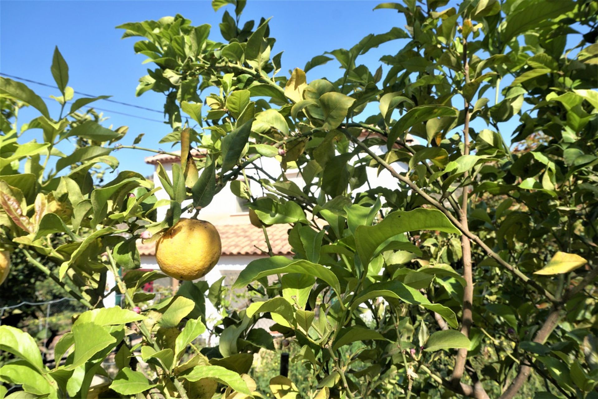 भूमि में Canillas de Aceituno, Andalucía 10762014