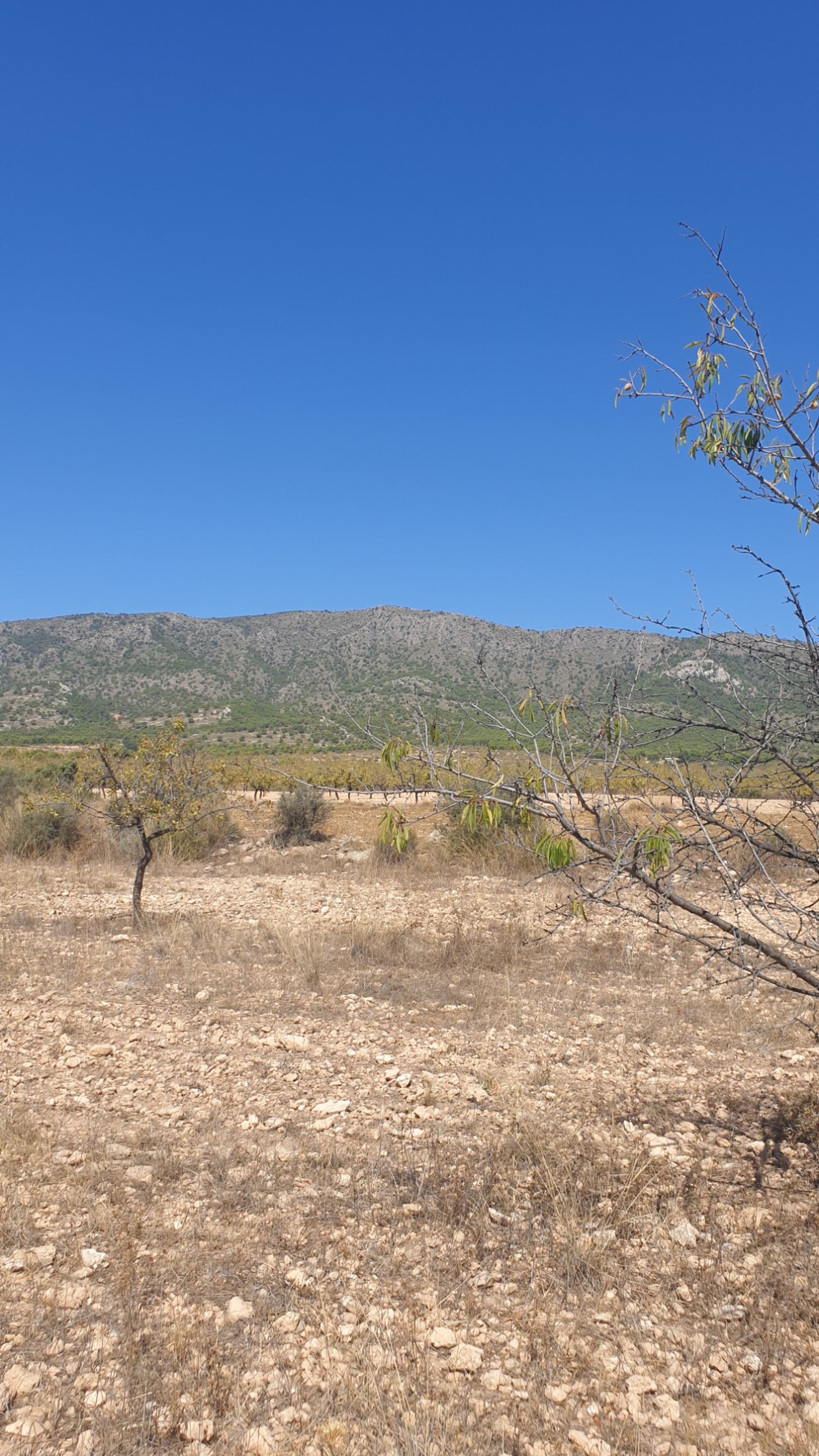 Γη σε Ο Πινόσο, Βαλένθια 10763649