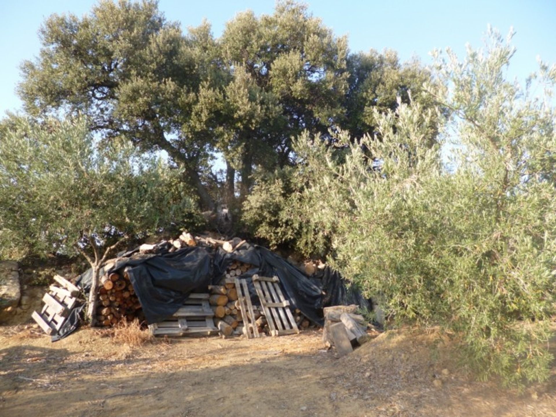 土地 在 Olvera, Andalucía 10763701