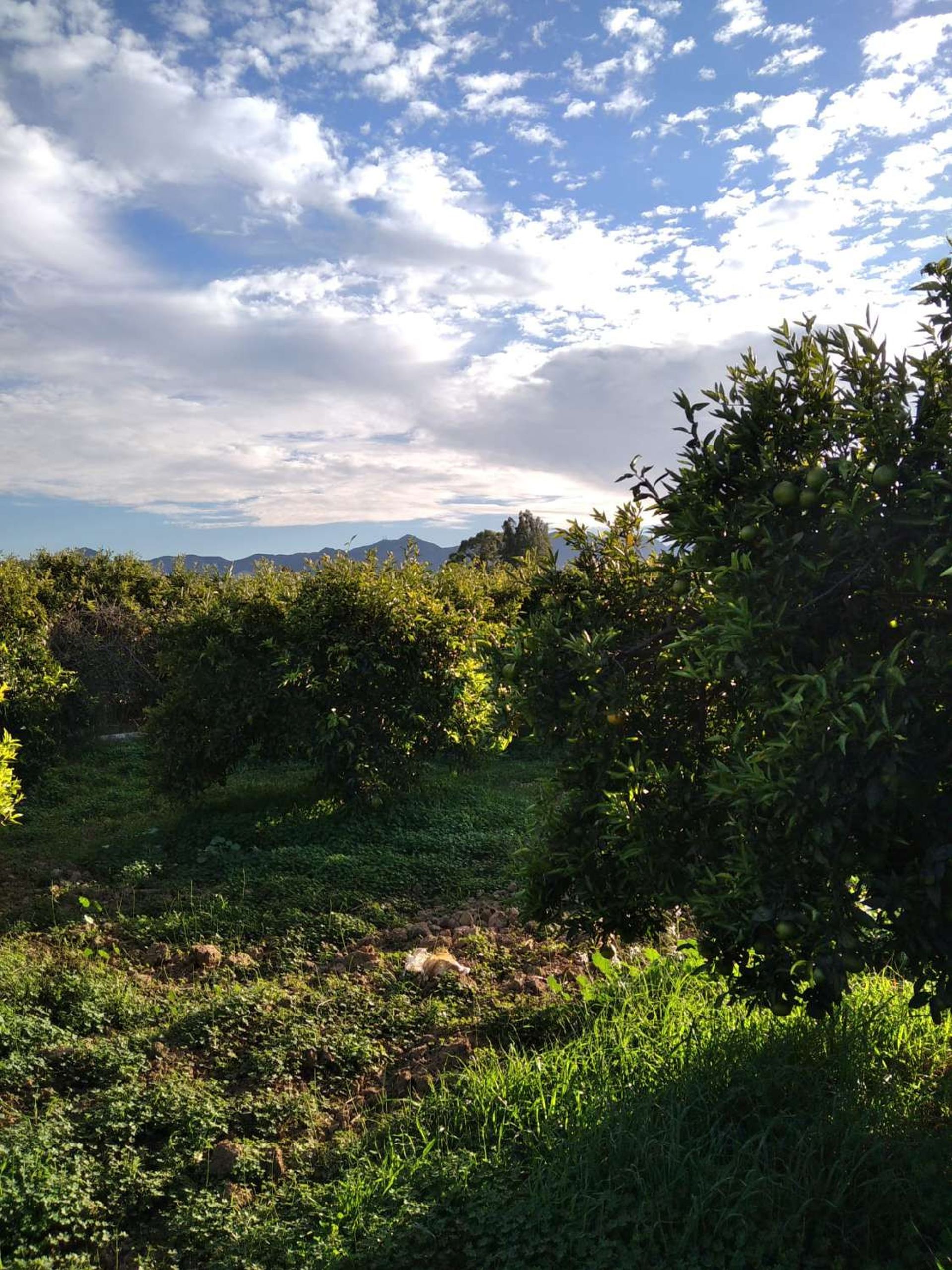 Tanah di Alhaurin de la Torre, Andalusia 10765032