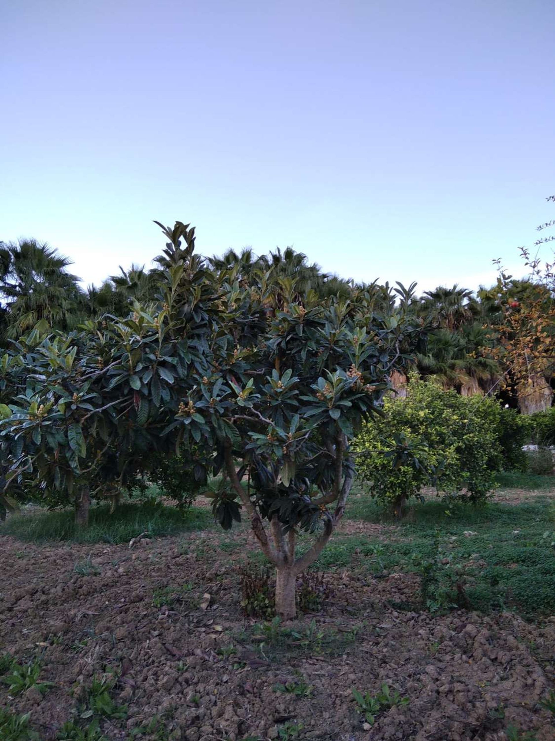 ארץ ב Alhaurín de la Torre, Andalucía 10765032