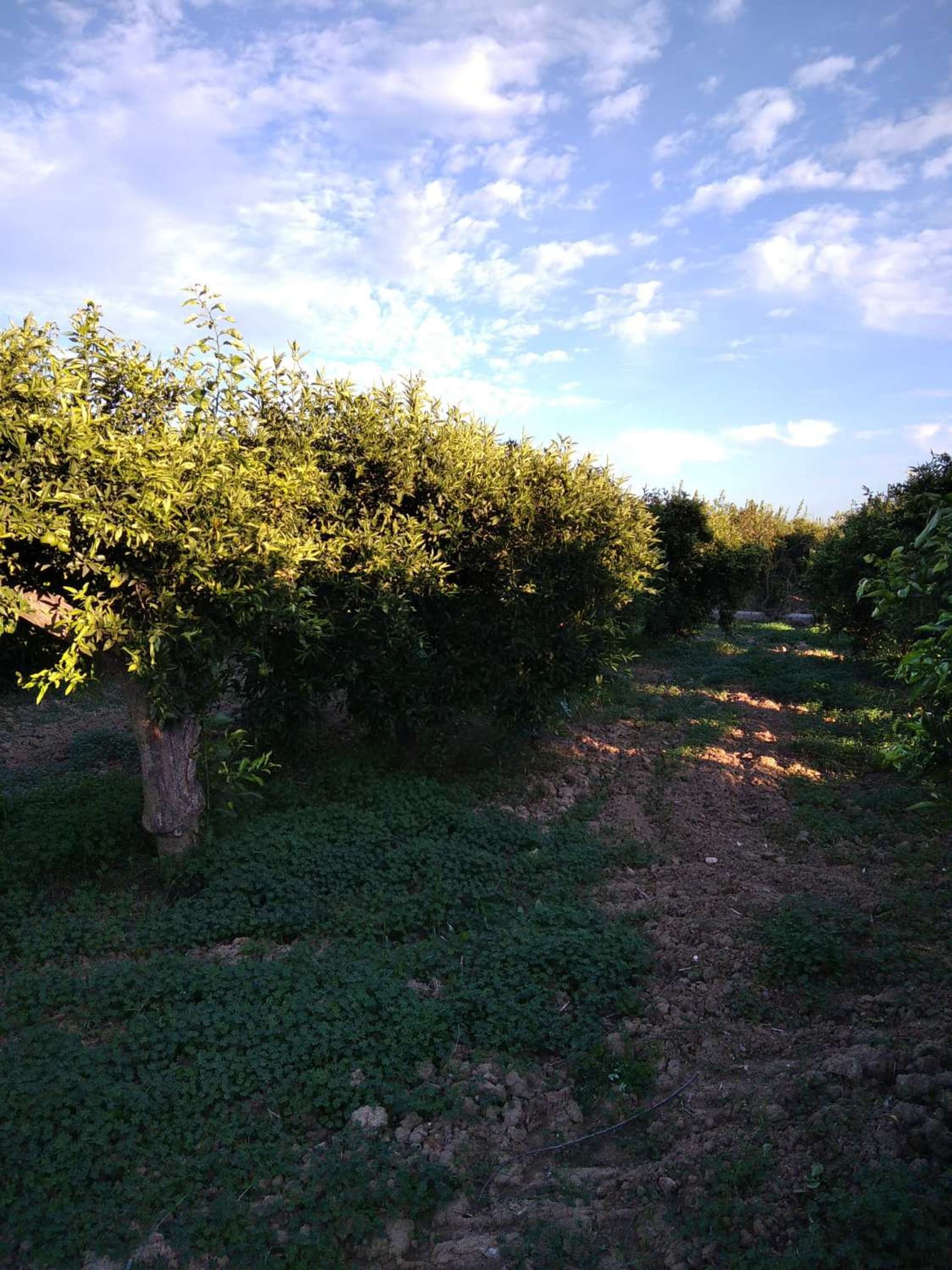 ארץ ב Alhaurín de la Torre, Andalucía 10765032