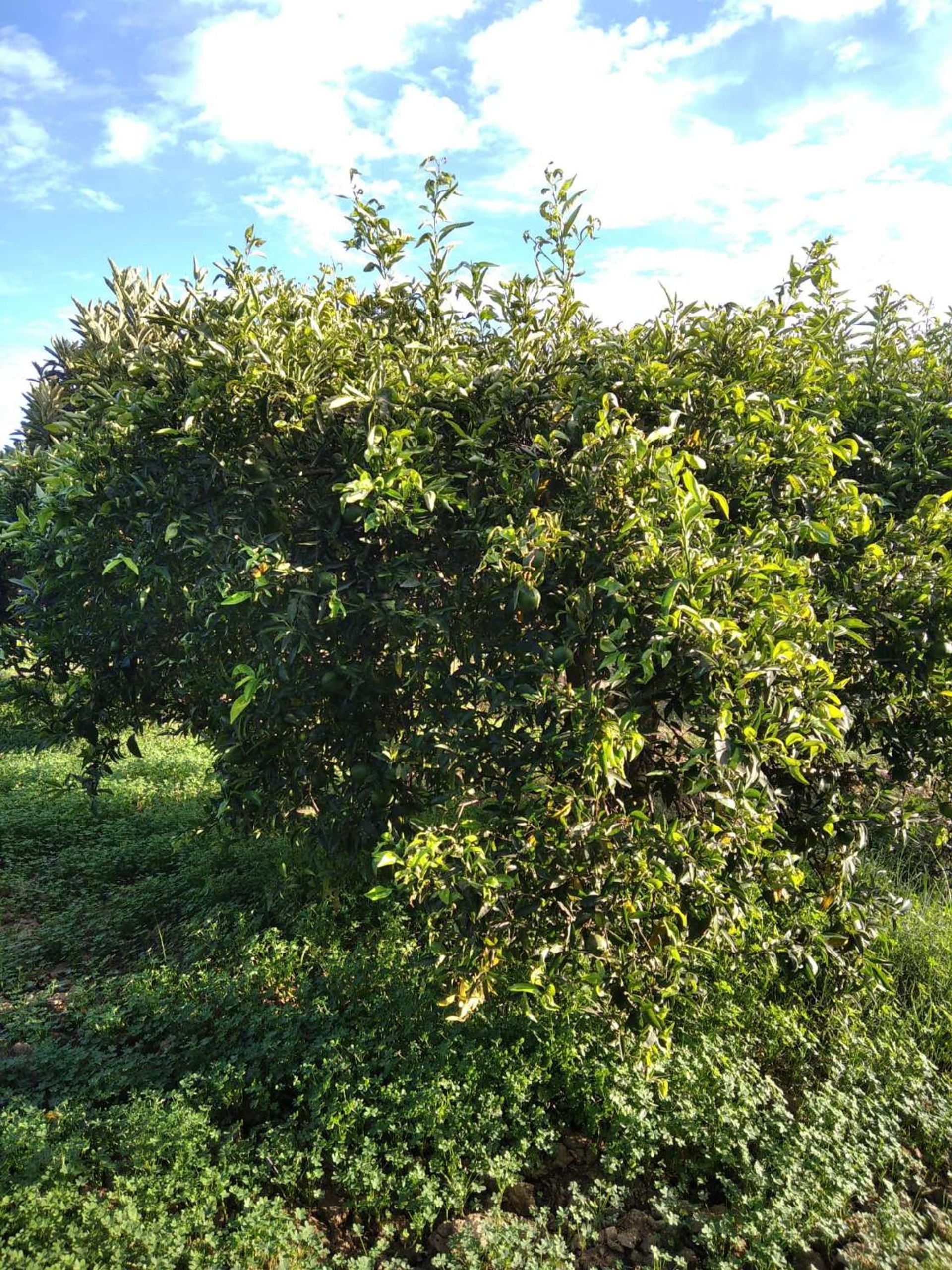 ארץ ב Alhaurín de la Torre, Andalucía 10765032