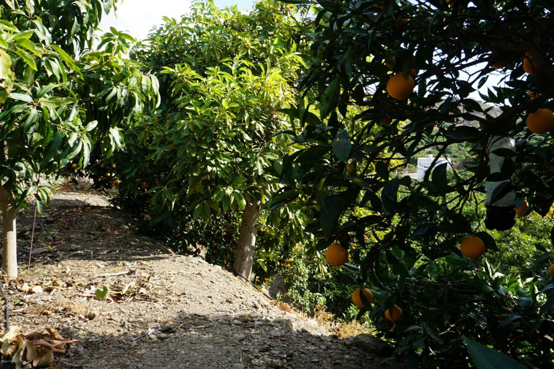 loger dans Frigiliana, Andalucía 10765046