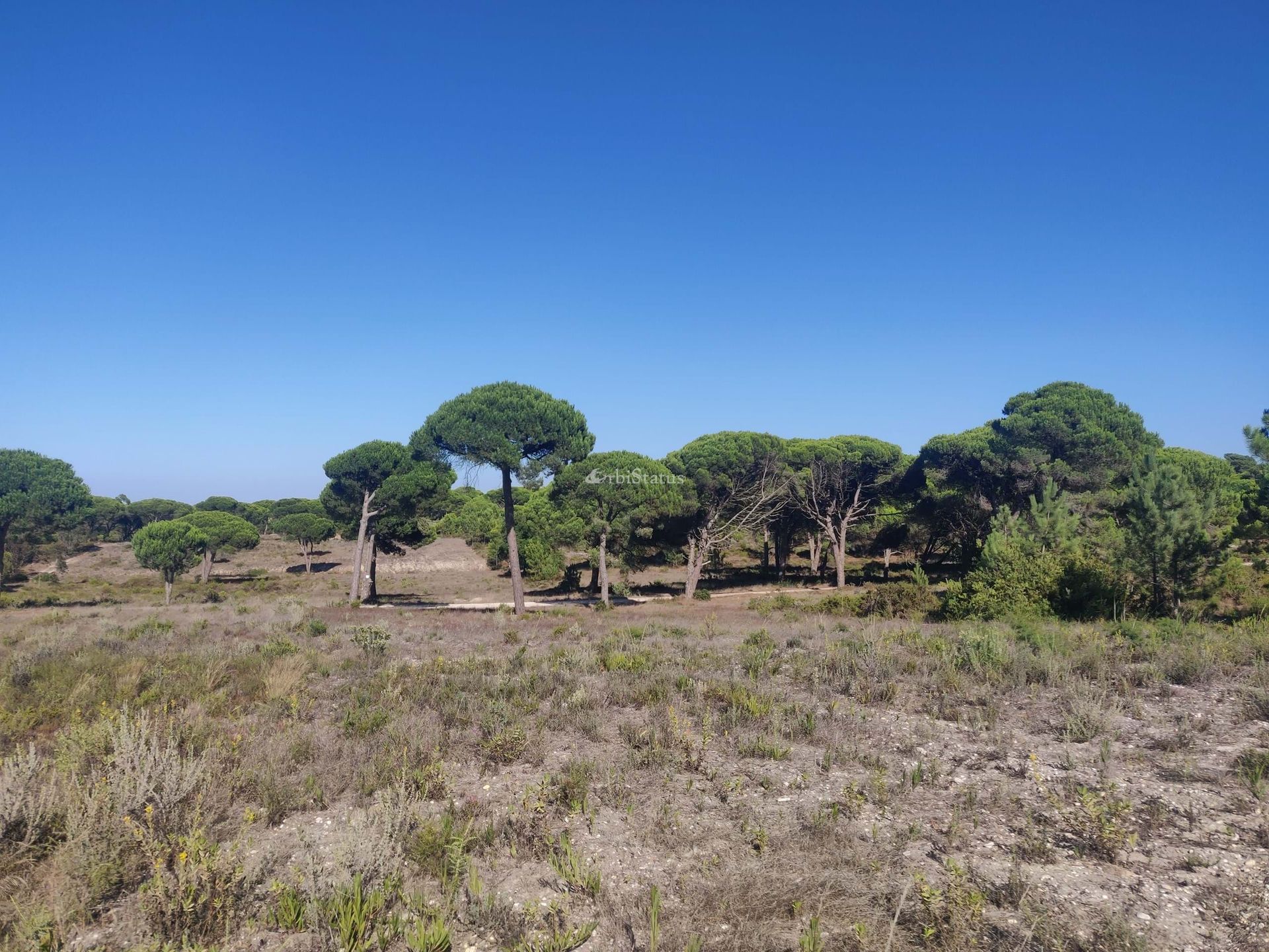 Land i Alfarim, Setubal 10765845