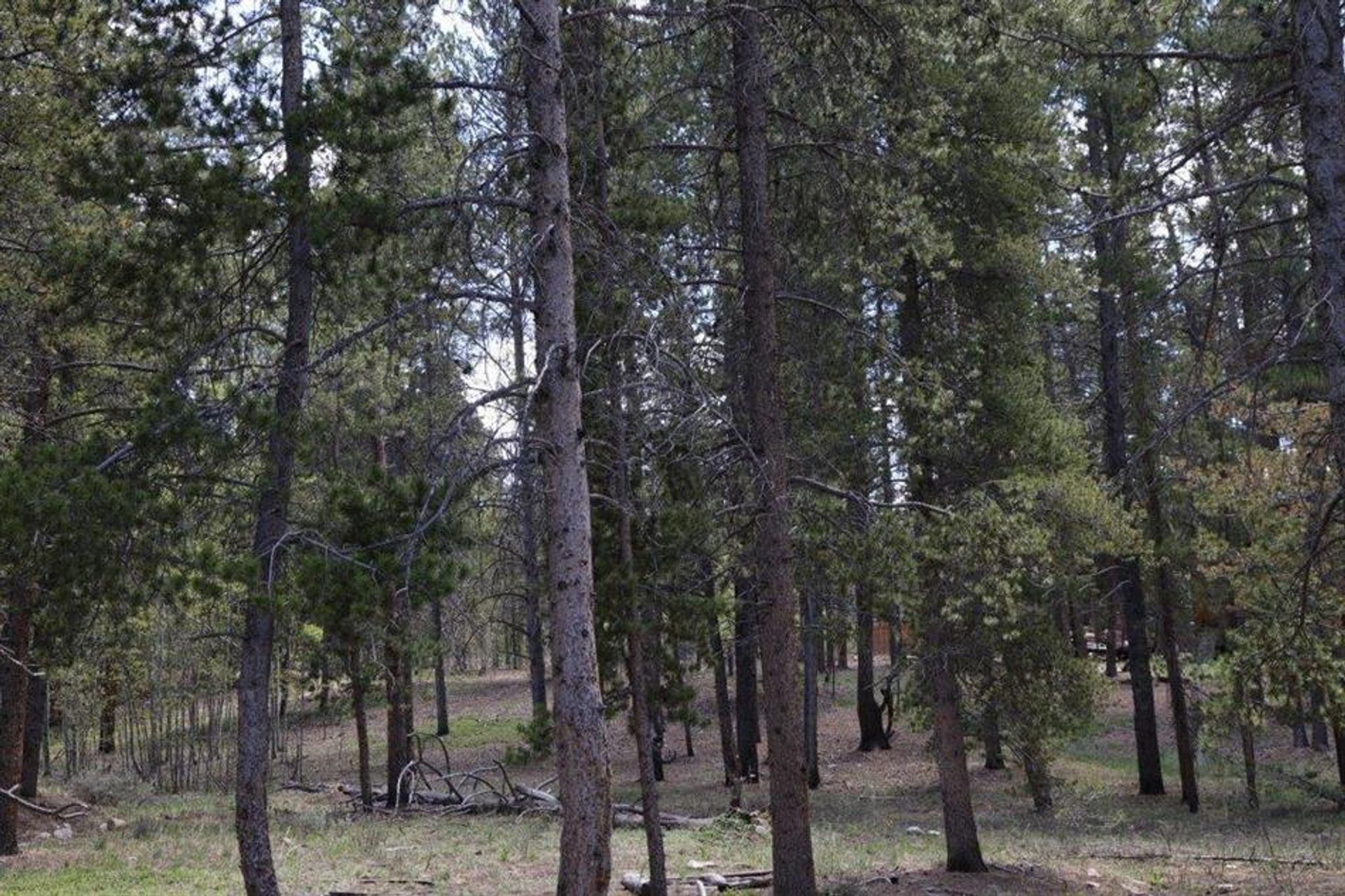 Land in Leadville, Colorado 10769874