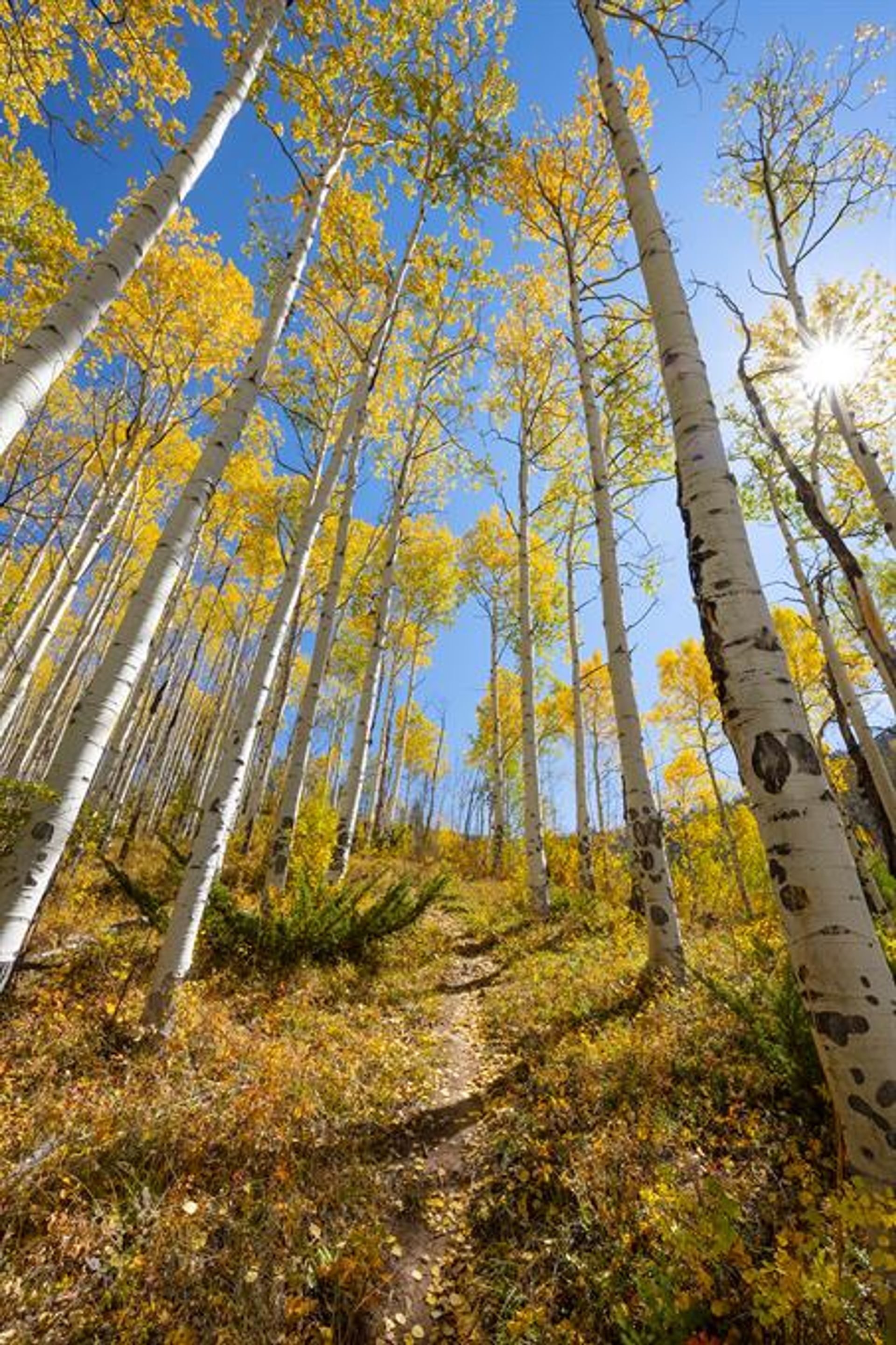 Casa nel Vail, Colorado 10770299