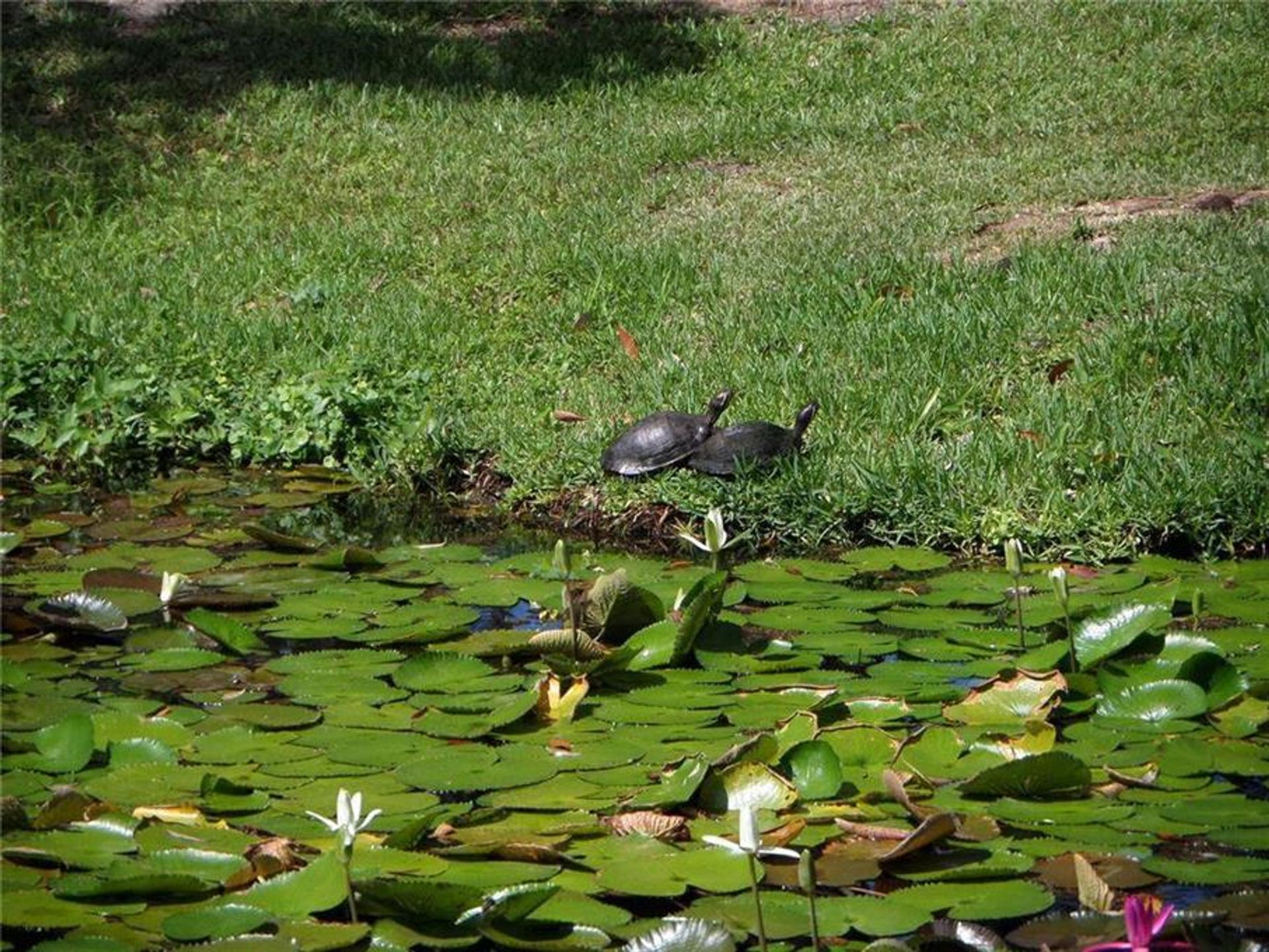 σπίτι σε Largo, Florida 10772355